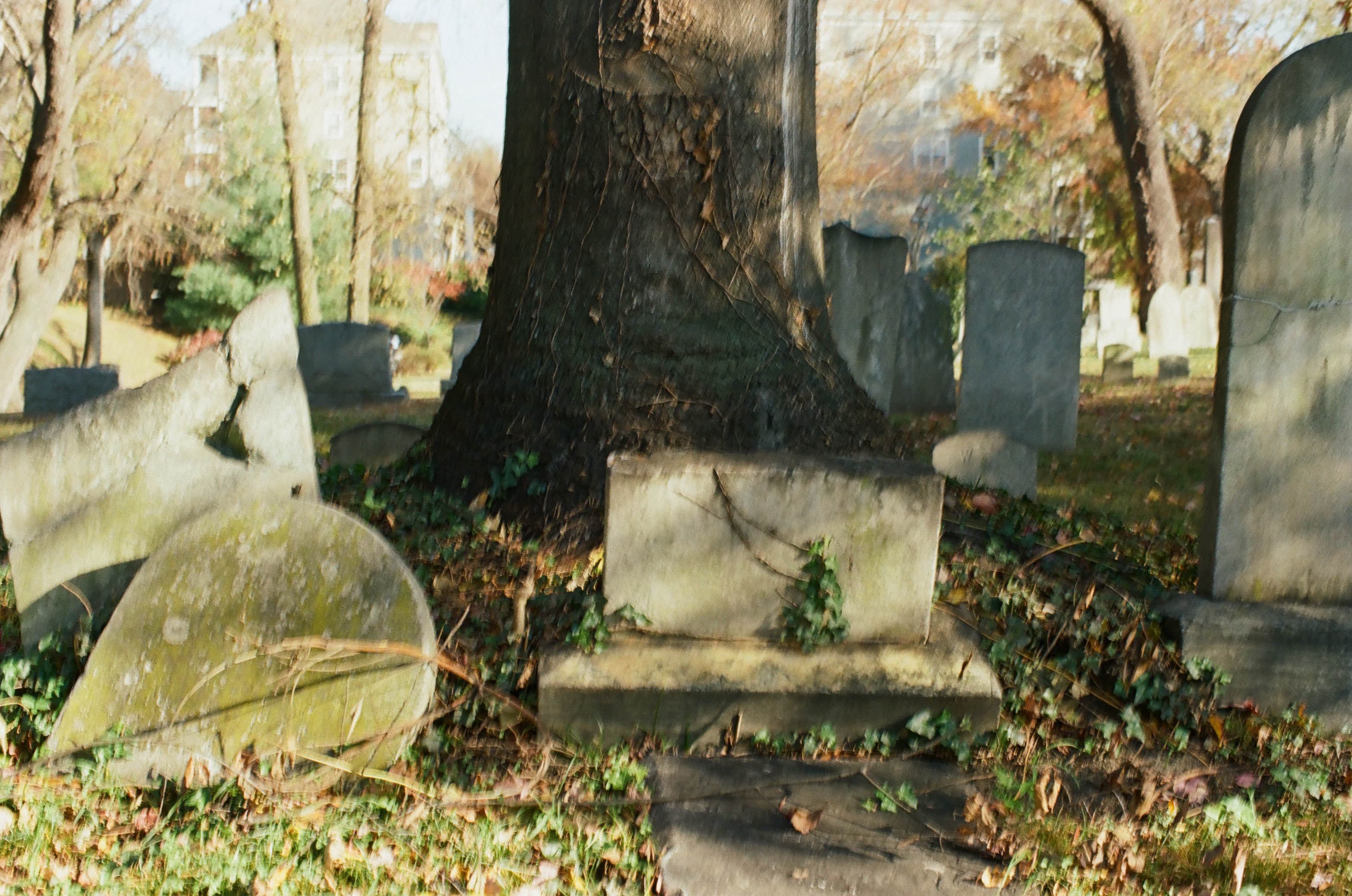 Old weathered headstones lean and lie fallen around the base of a thick tree trunk, with bare trees and buildings in the distance.