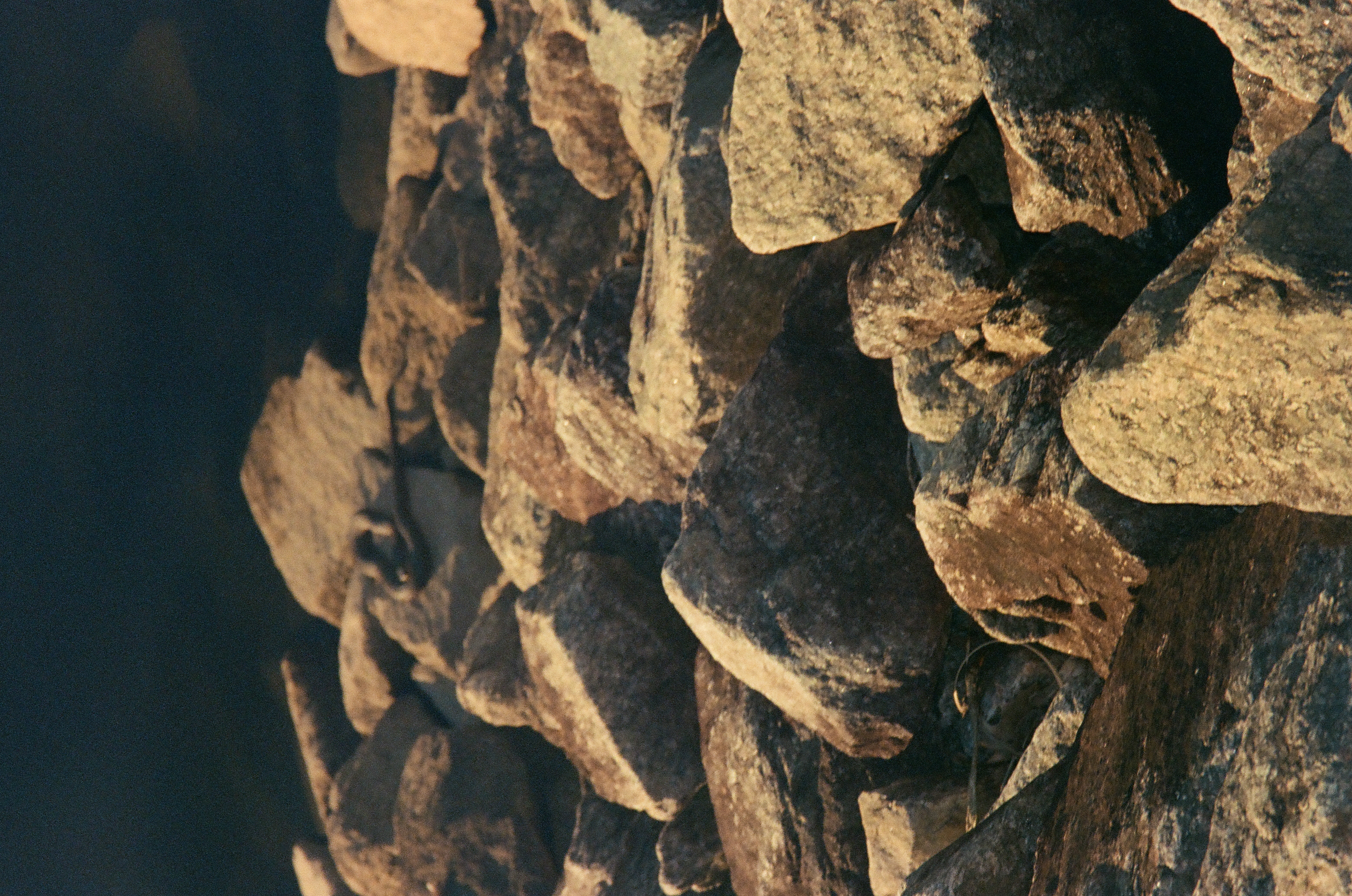 Sunlit riprap boulders slope toward dark water, with what appears to be a small snake coiled across one of the upper rocks.