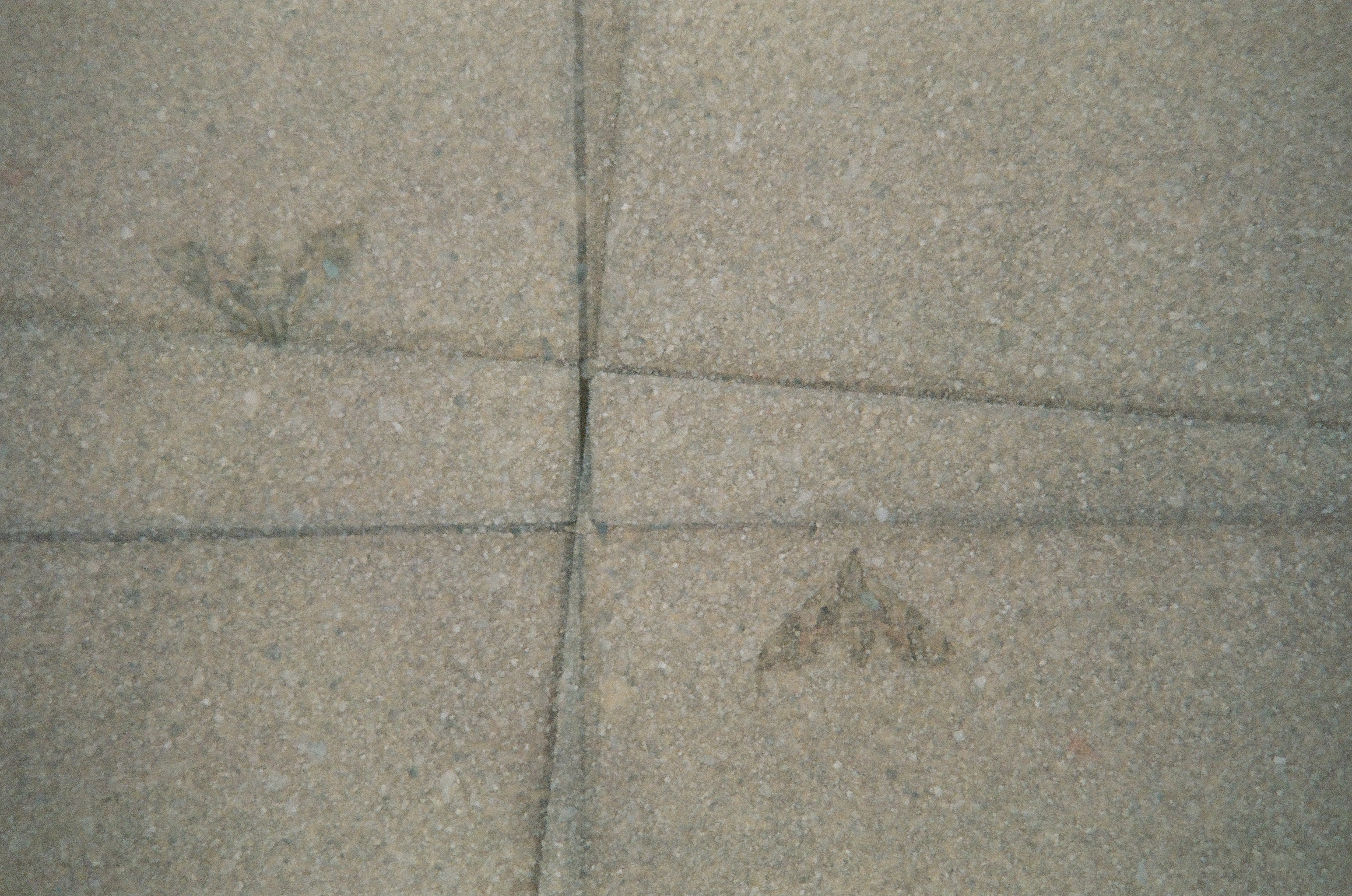 Two small mottled moths rest on speckled concrete slabs beside intersecting dark seams.
