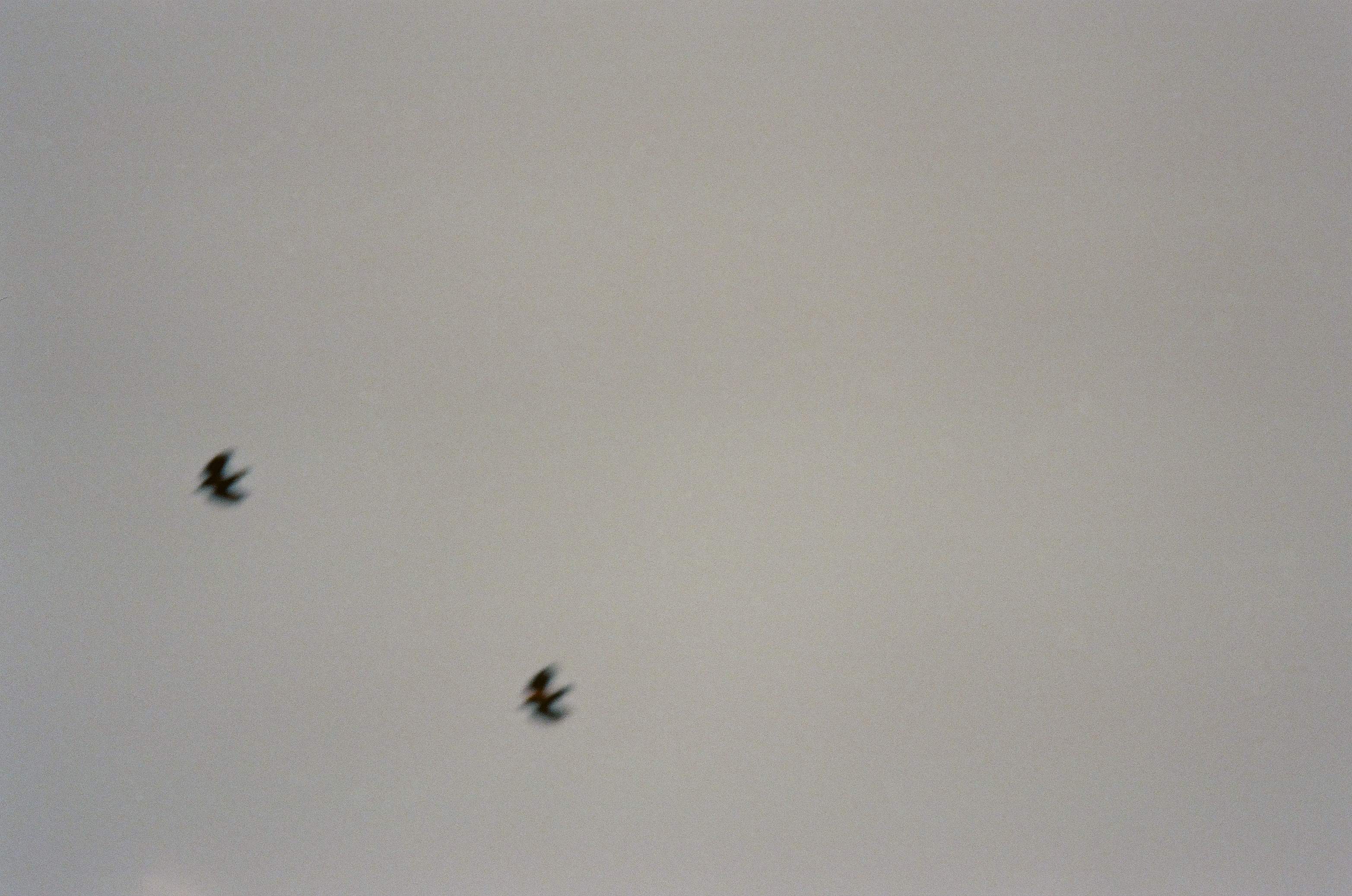 Two small dark birds fly across a wide blank gray sky with soft motion blur.