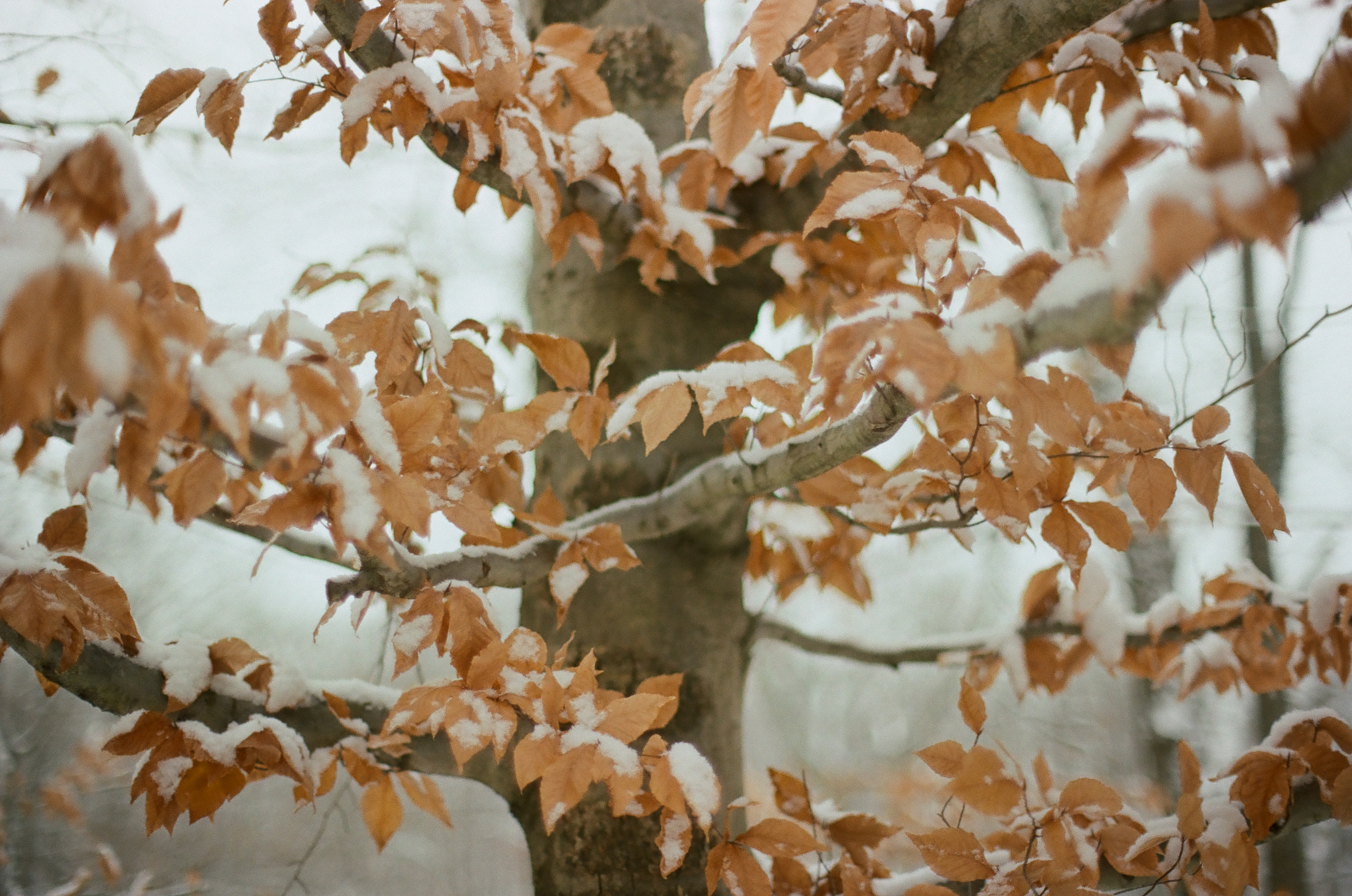 Dry copper-brown leaves still attached to the gray branches of a large tree hold lines of fresh snow against a bright pale background.