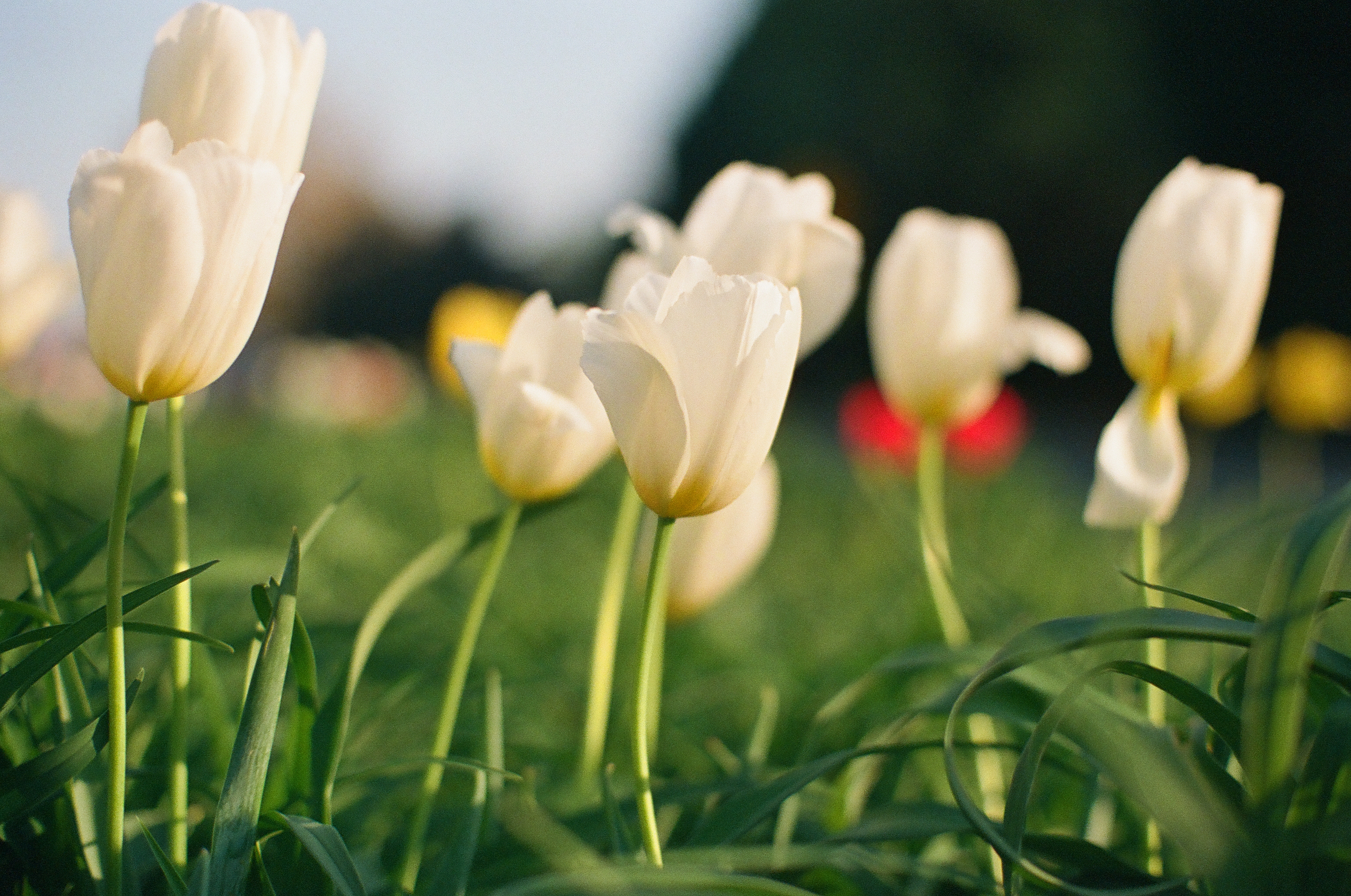 A loose row of white tulips stands amid curving green leaves and softly blurred garden color.