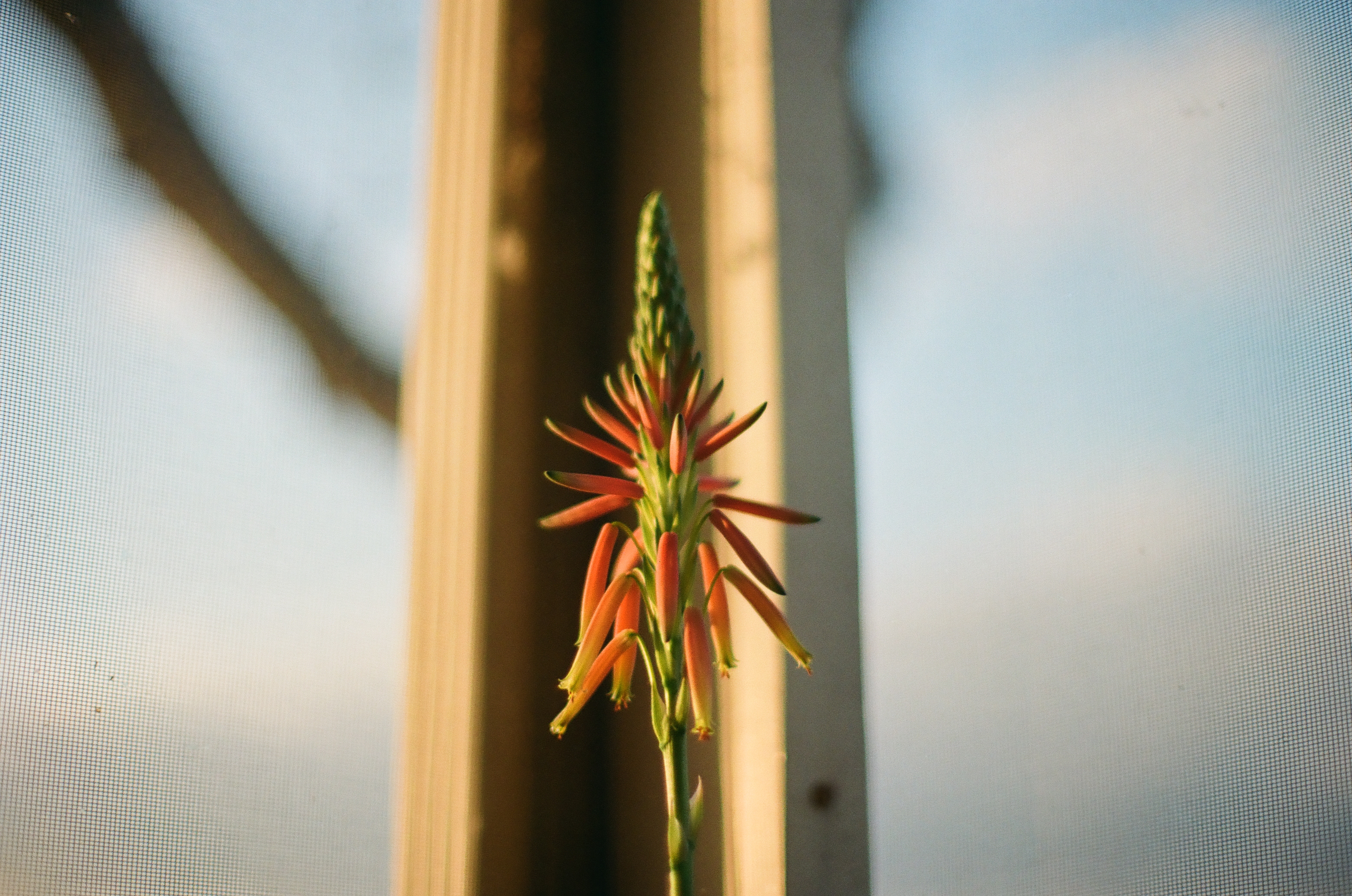 A tall flower spike with layered orange-red tubular blooms rises in sharp focus in front of a blurred window frame and pale sky.