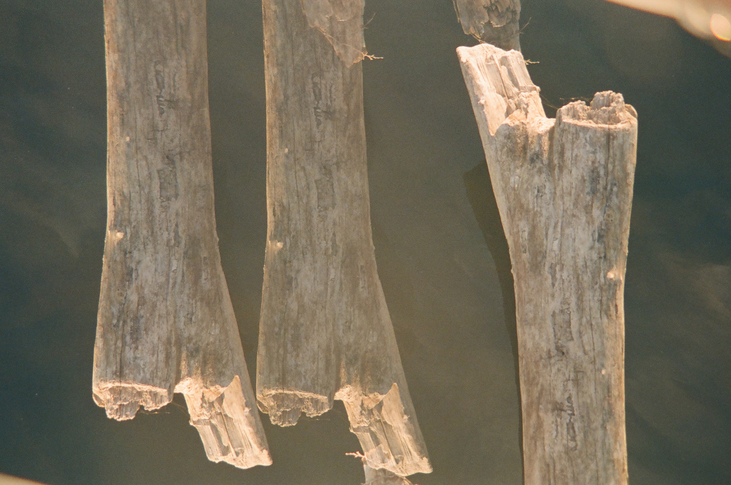 Three bleached, splintered wooden pilings with broken tops stand against dark water in close, backlit detail.