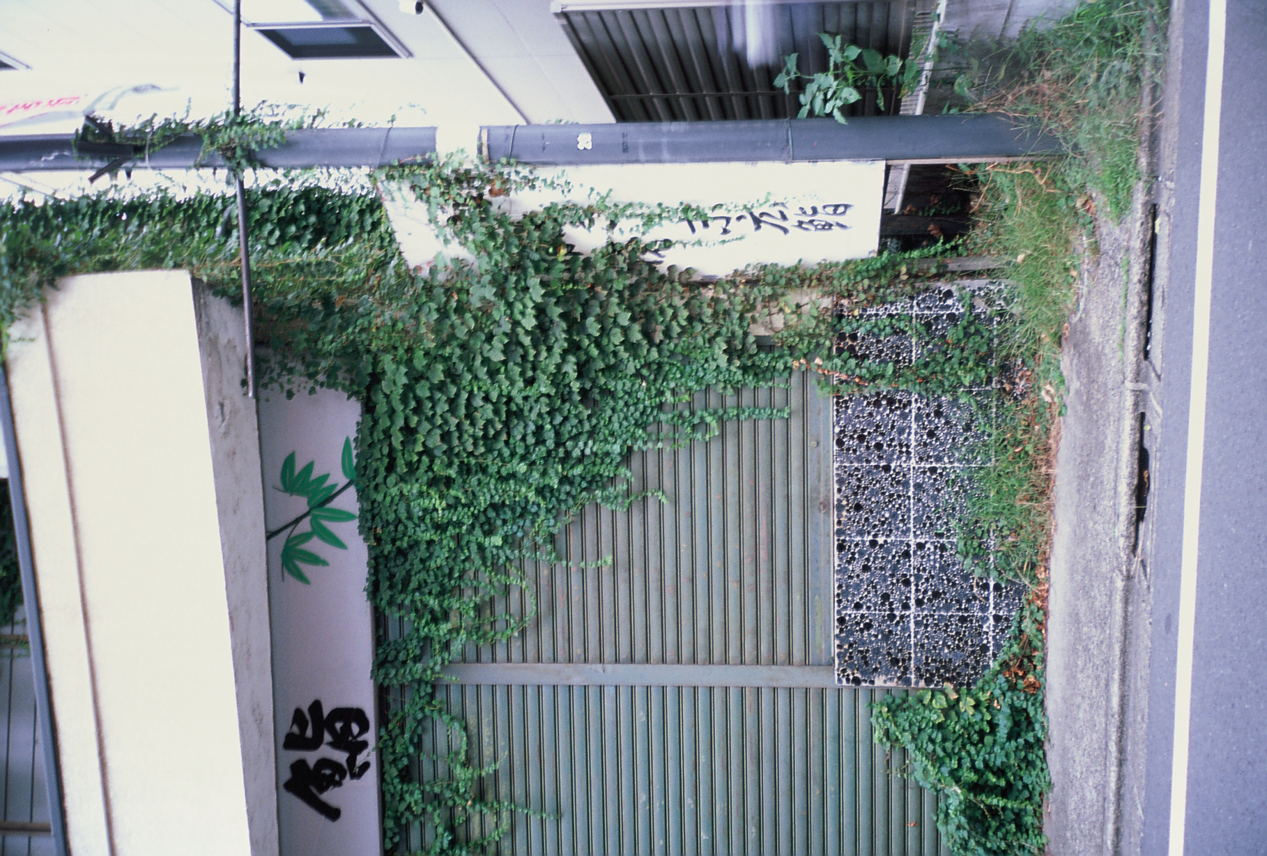 Green ivy spreads across a metal shutter and wall beneath a sign painted with a bamboo branch and Japanese characters.
