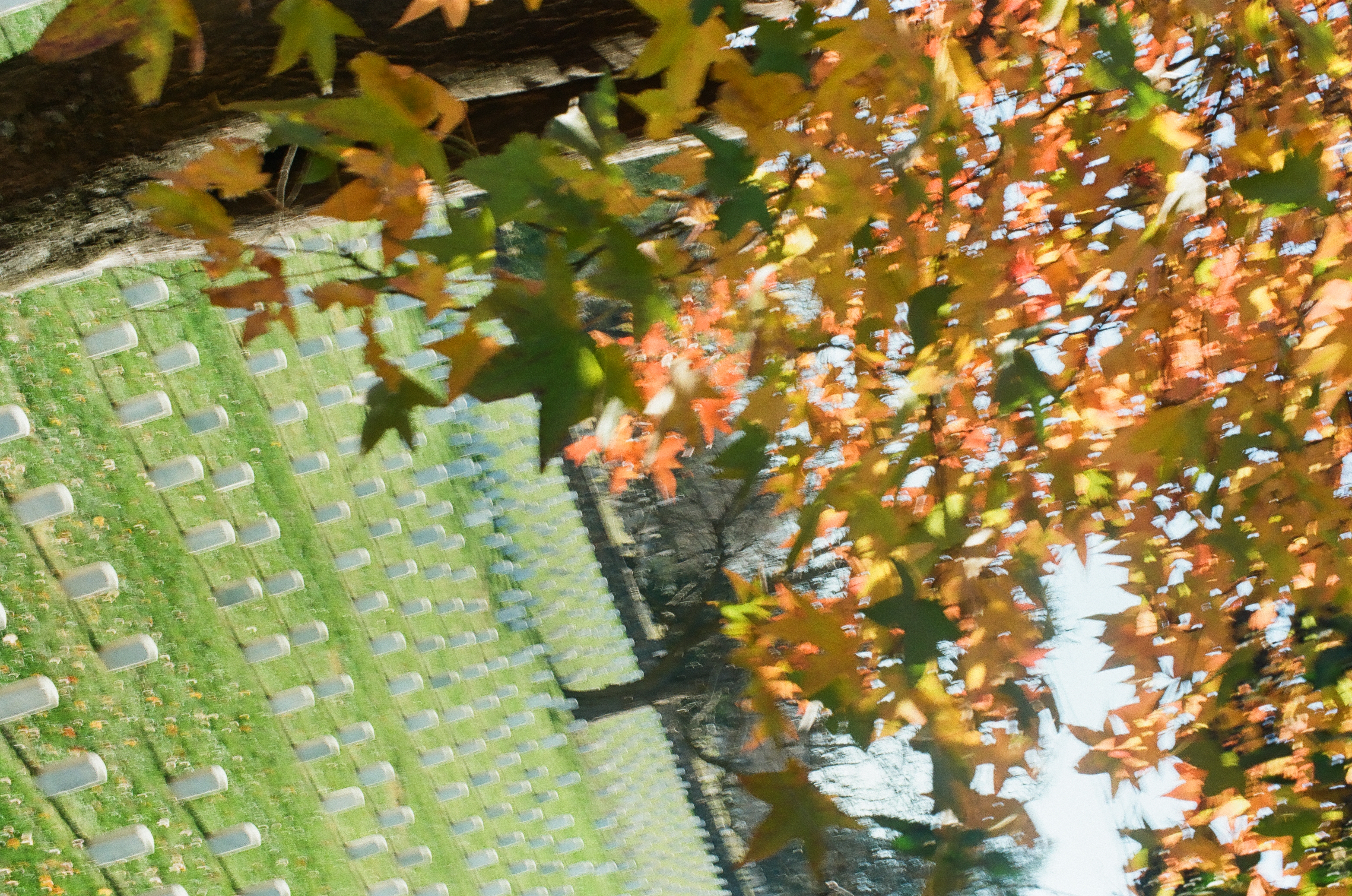 Autumn-colored leaves and pale grave markers fill an overall soft view, with rows running diagonally through the tilted frame.