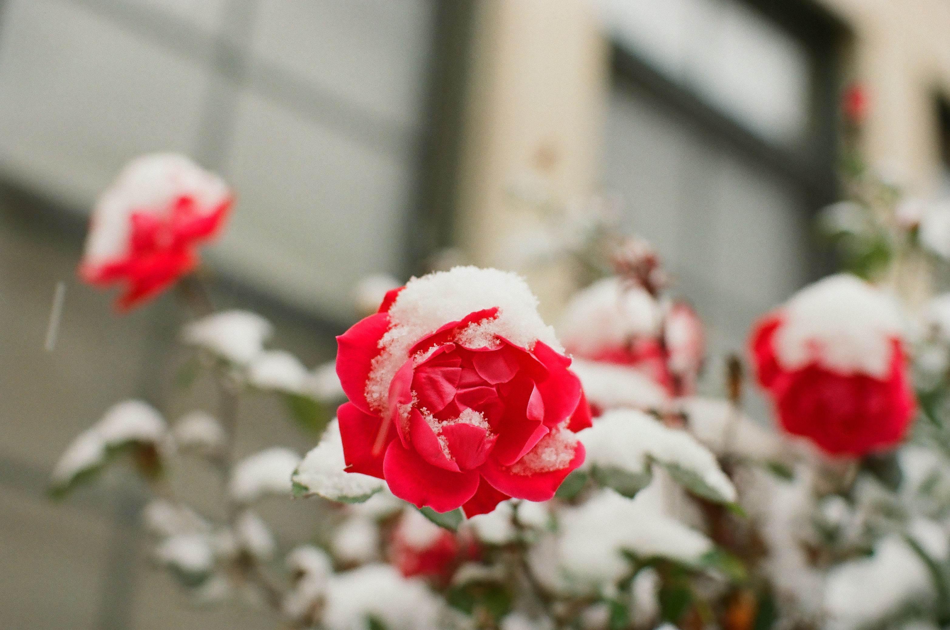 A single open red rose holding snow on its petals stands in sharp focus while snowy foliage, more roses, and a building blur behind it.