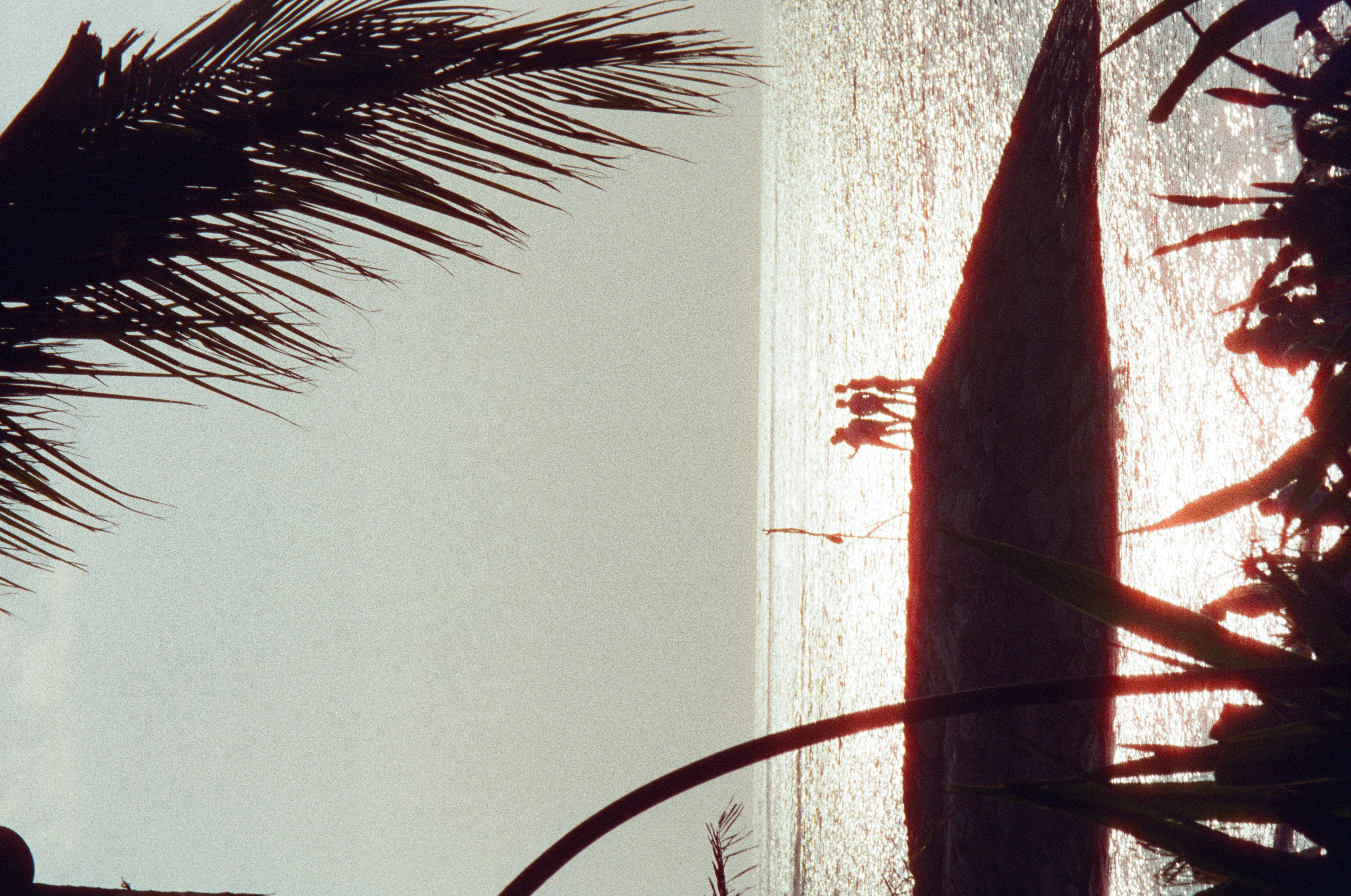 Three silhouetted figures stand on a rocky point above reflective water, framed by dark palm fronds and foreground plants.