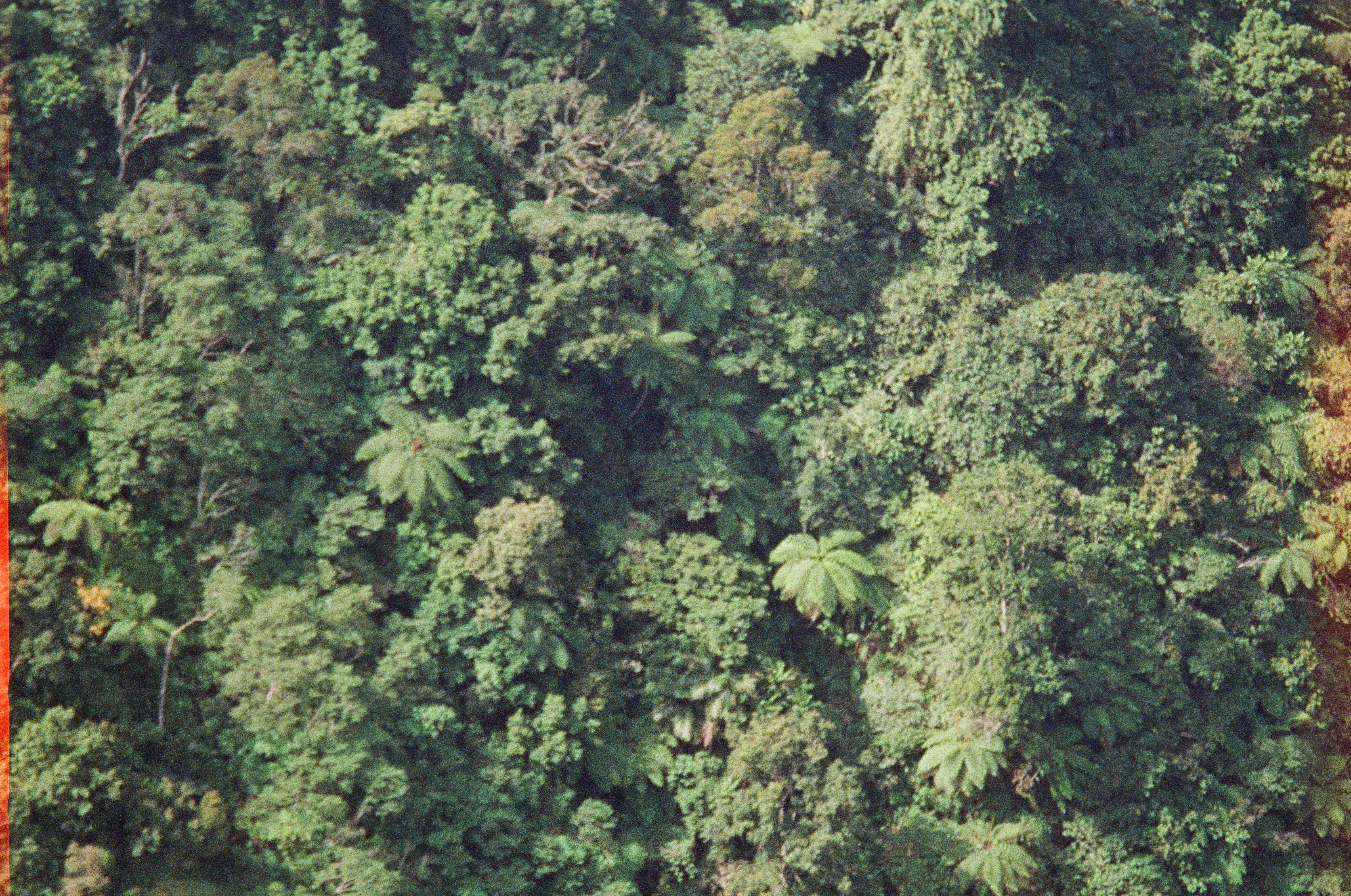 Dense tree canopy fills the entire frame from above, fan-shaped fern crowns standing out among darker foliage, with reddish flares along both side edges.