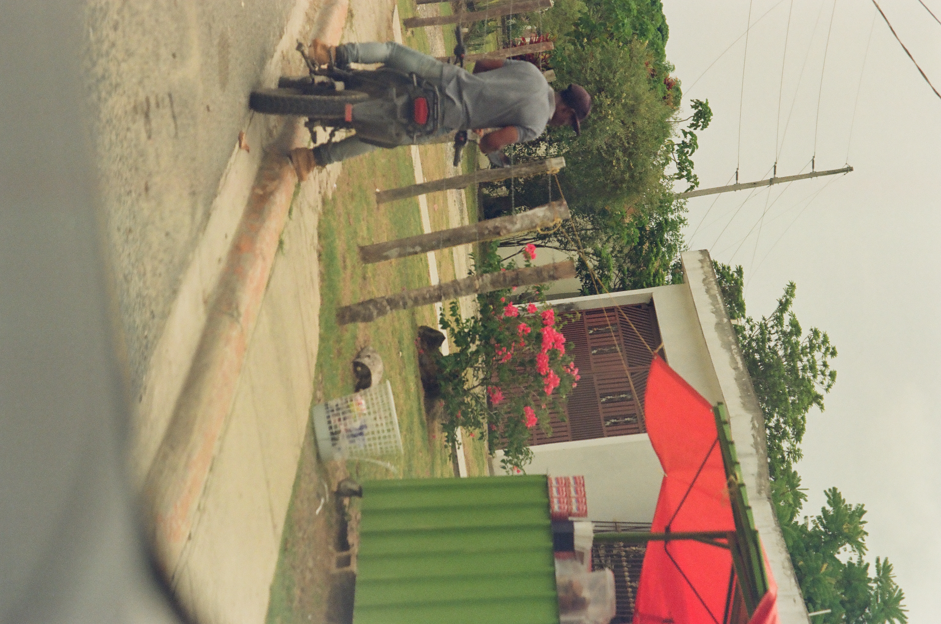 A man in a cap and gray shirt sits on a motorcycle beside wooden fence posts, pink flowering shrubs, and a red umbrella stall.