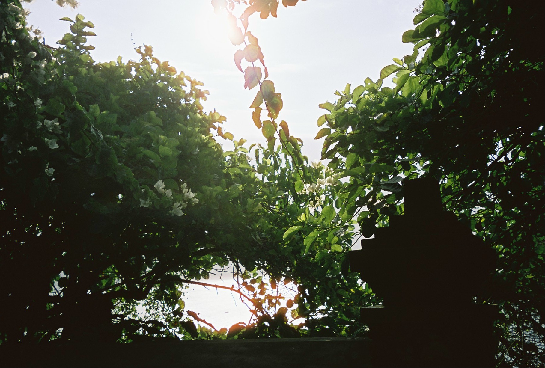 Bright sunlight breaks through dense green foliage and pale blossoms above a dark stepped structure at the lower right.