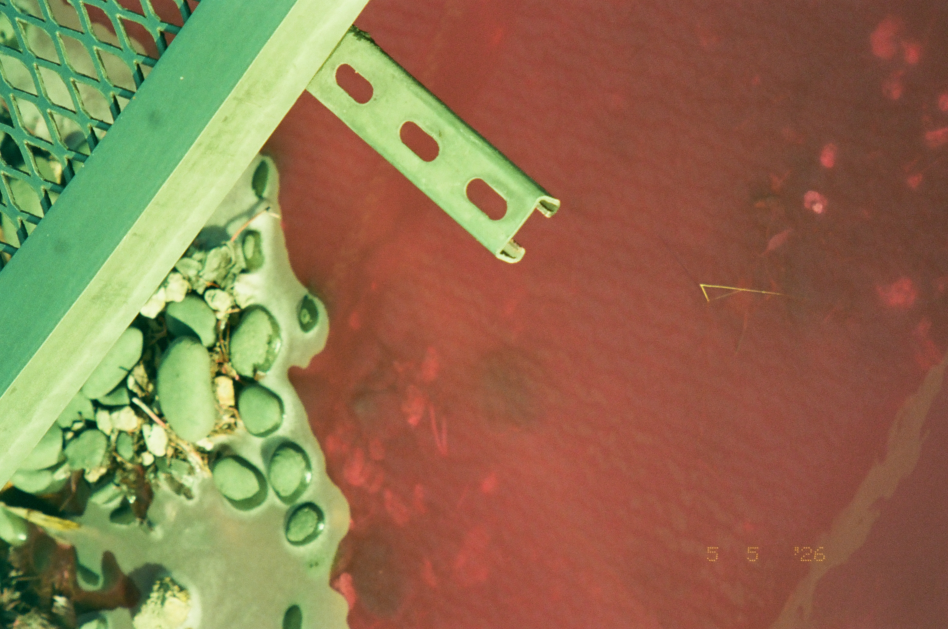 Reddish water is seen from directly above beside a green-painted dock rail, a perforated metal bracket, and a cluster of barnacle-covered stones at the water's edge.