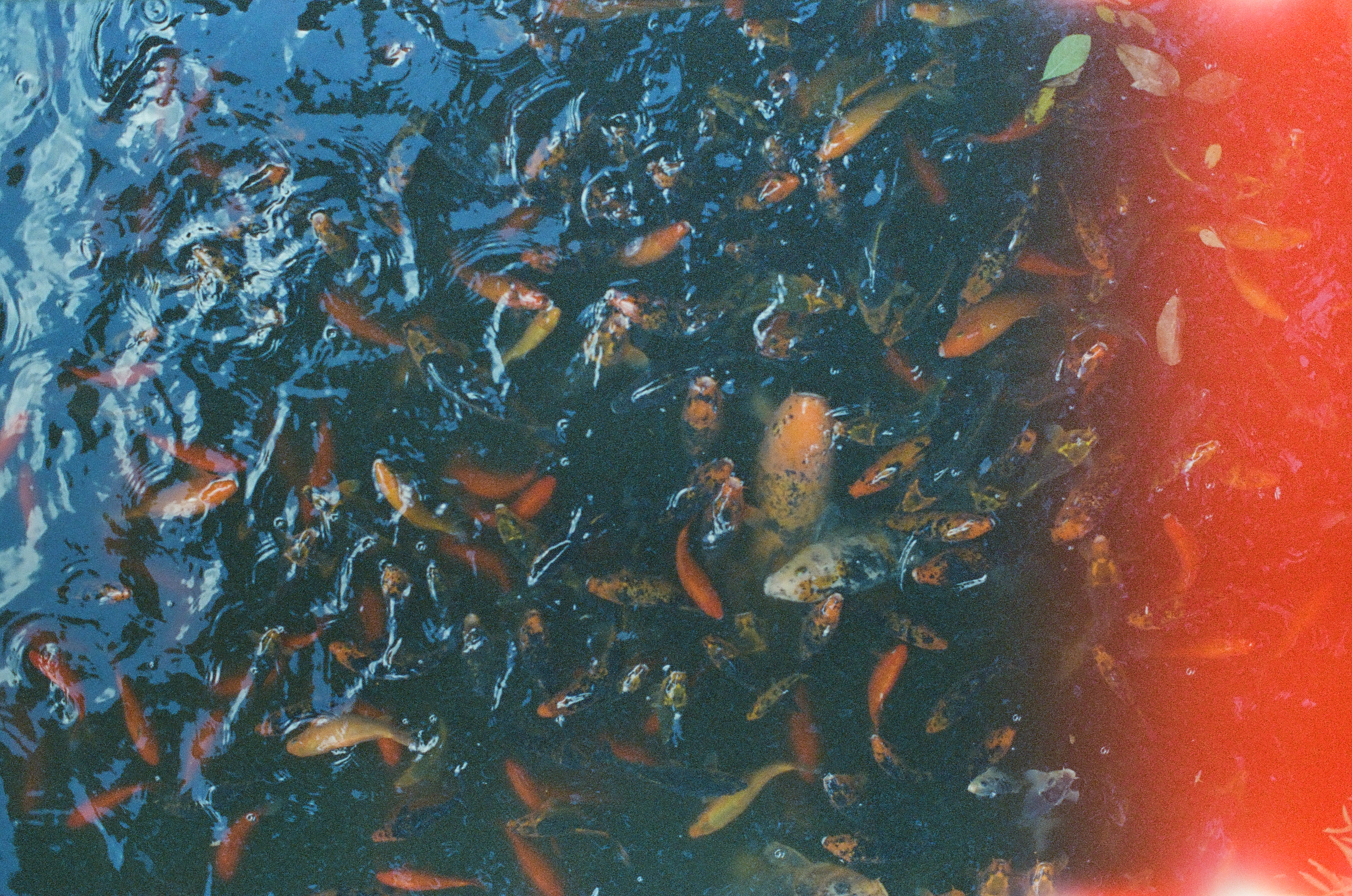 Dozens of orange and pale koi crowd together at the water's surface, their dark green pond shifting to a saturated red glow along one edge.
