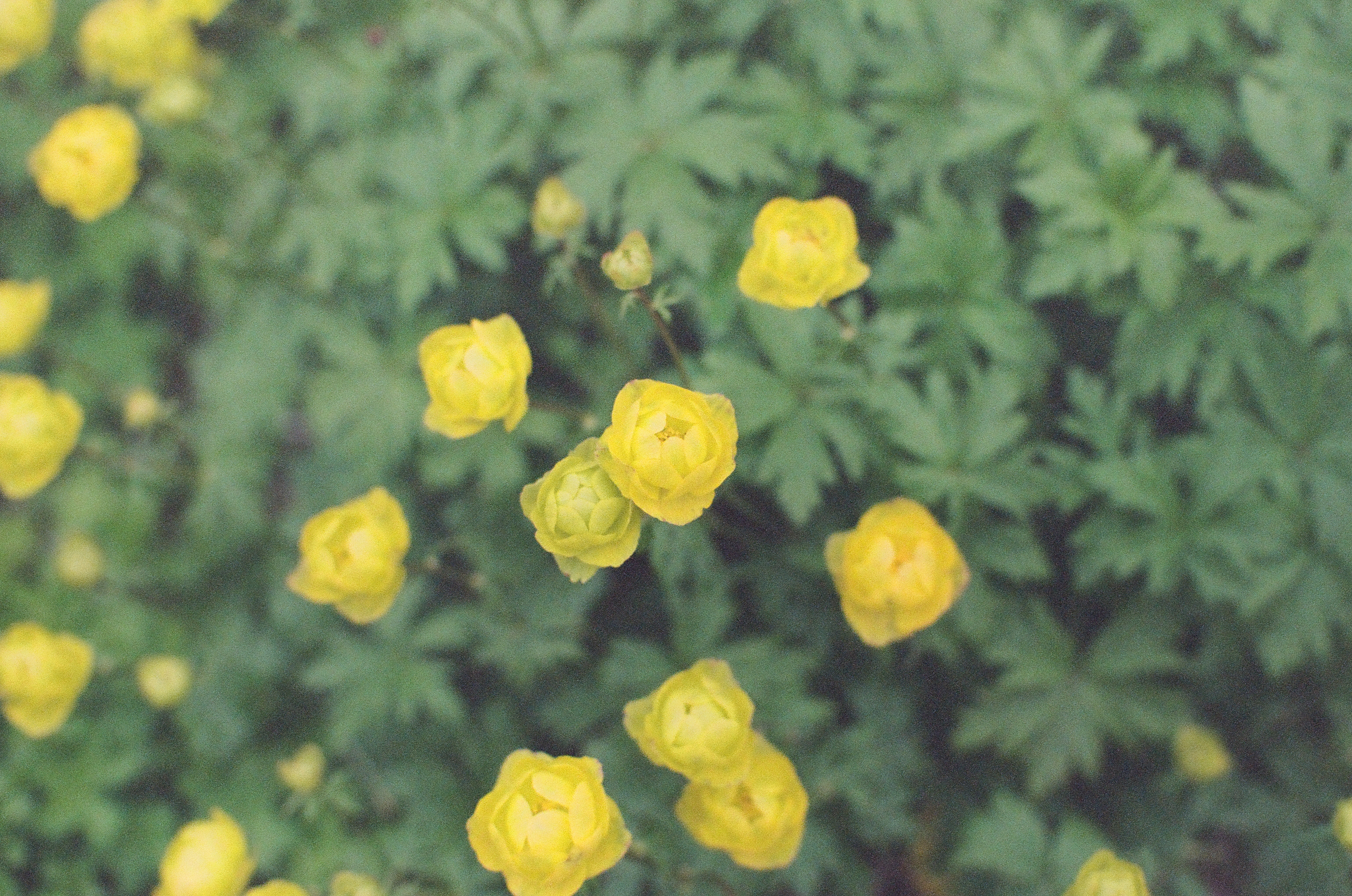 Clusters of pale yellow globe-shaped flowers hover above soft-focus green foliage in a garden bed.