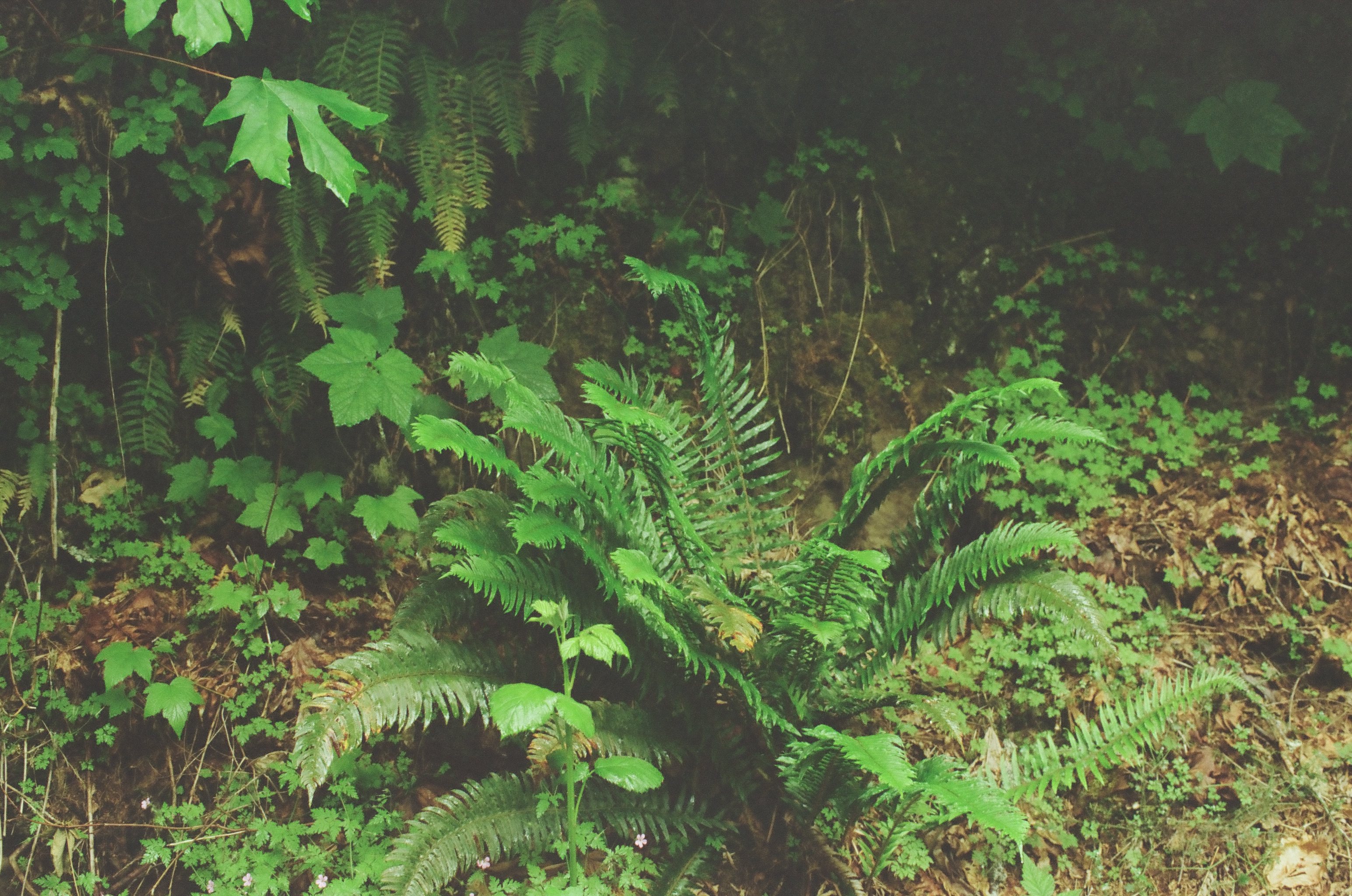 Bright maple leaves and arching ferns overlap against a dark damp forest background.
