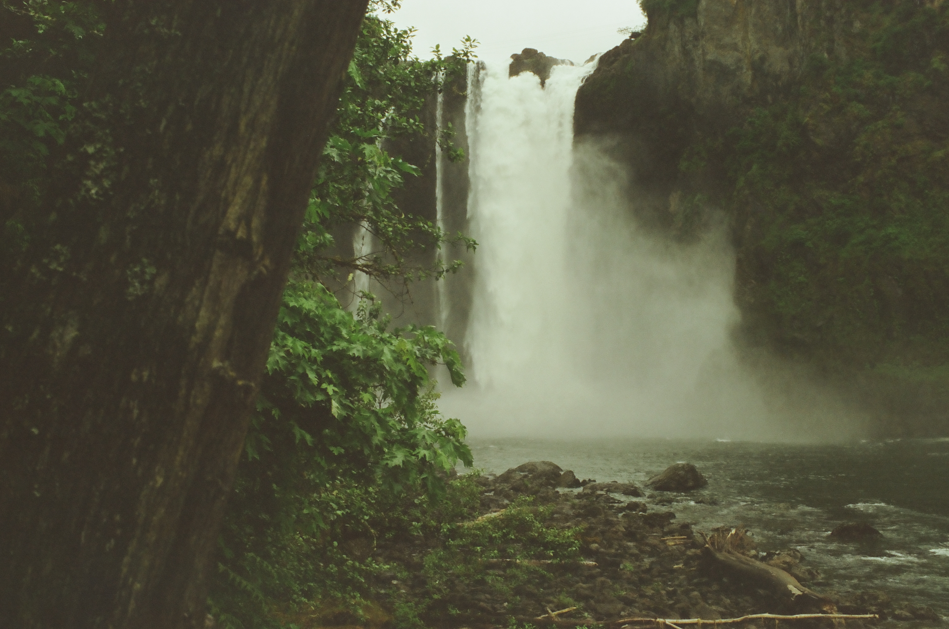 A large waterfall pours beyond wet trunks, exposed roots, and green plants along the riverbank.