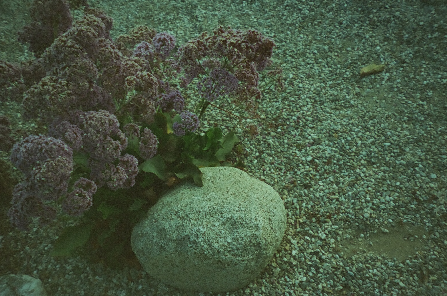 A cluster of muted purple flowers grows beside a rounded pale stone on a bed of small gray gravel.