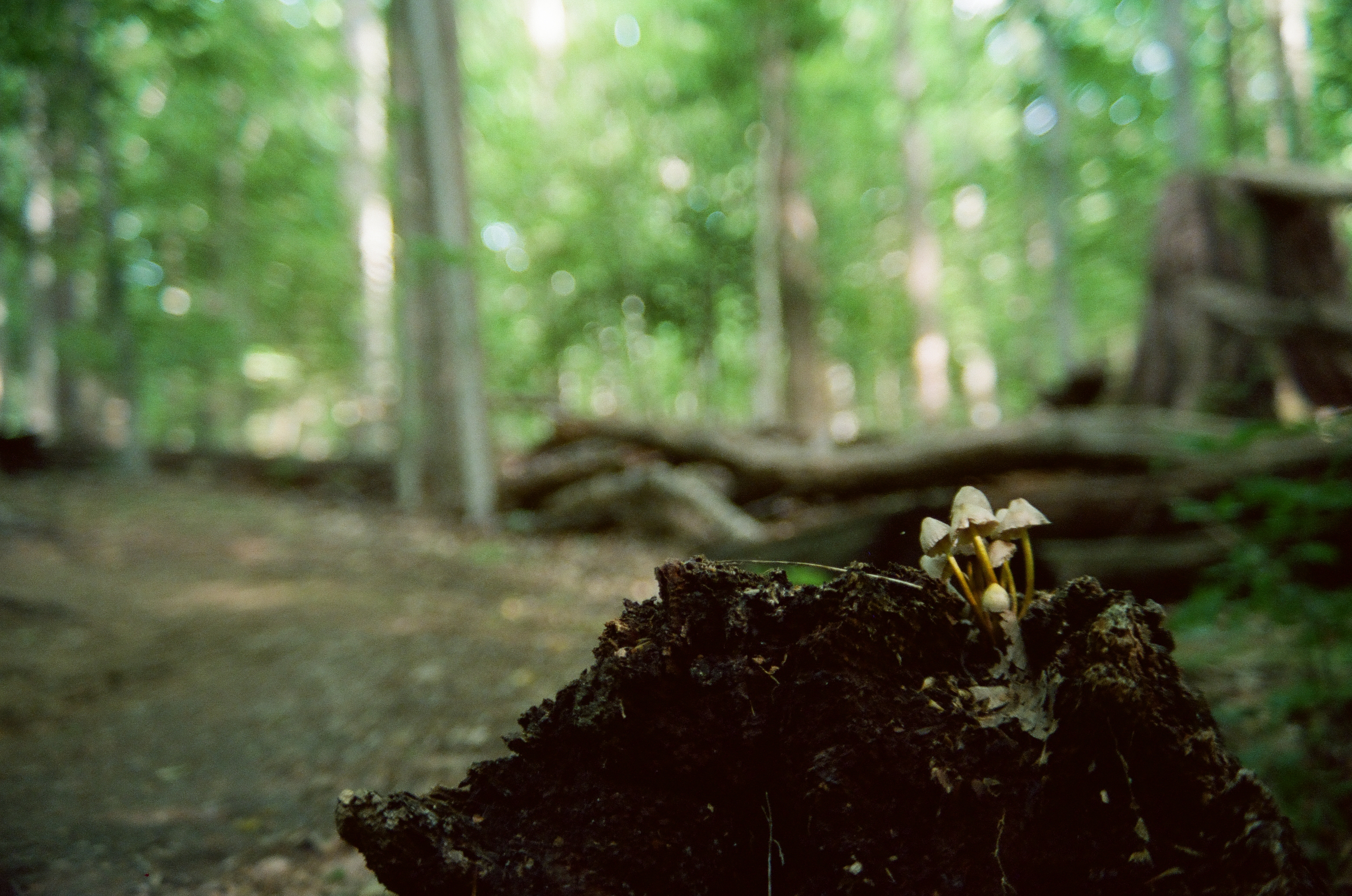 A small cluster of pale mushrooms with yellow stems grows from a dark rotting stump, with a blurred log and trail behind.