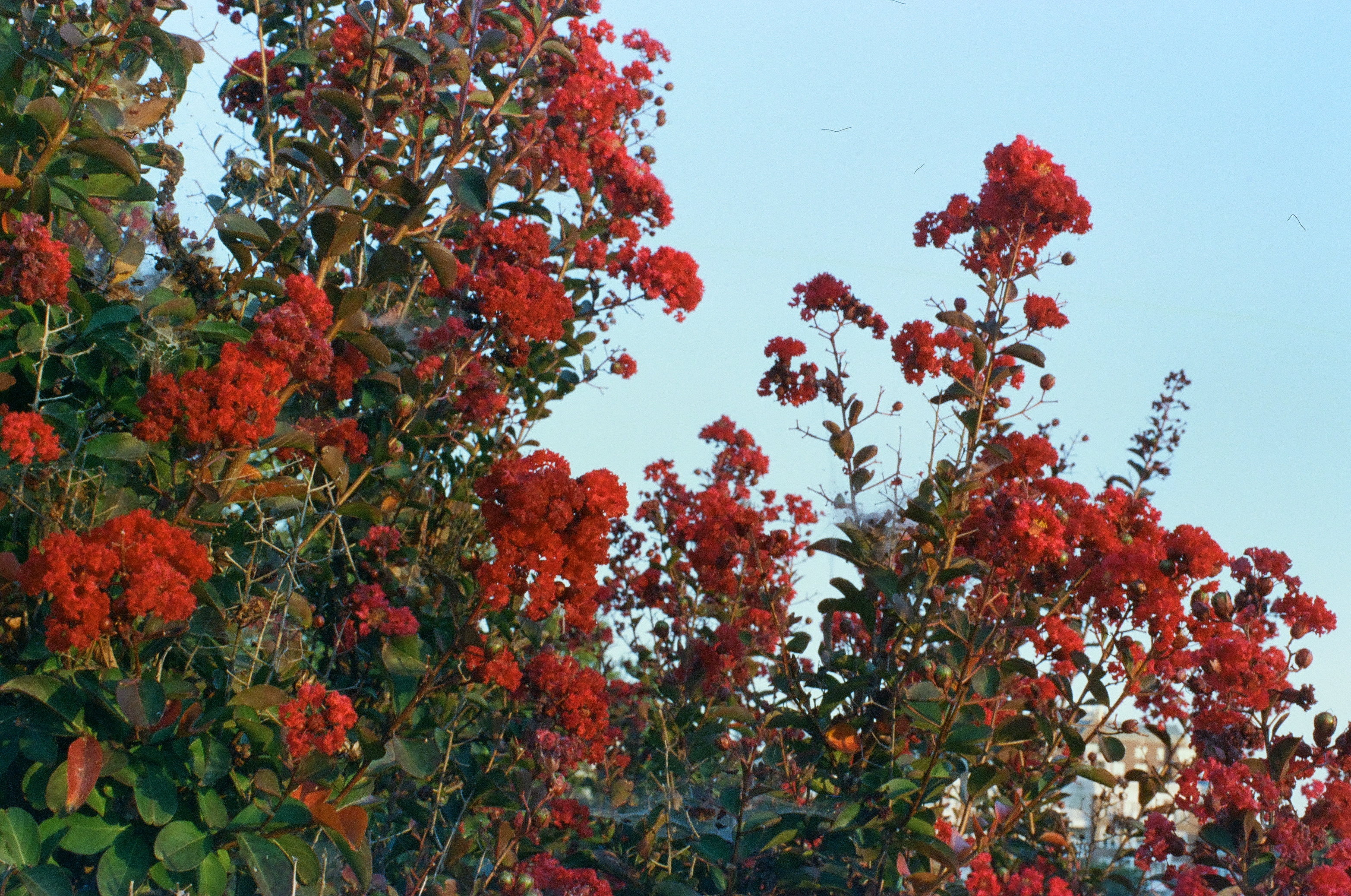 Dense clusters of red blossoms and green leaves on tall shrub branches against a clear pale sky, with a building corner visible low among the stems.