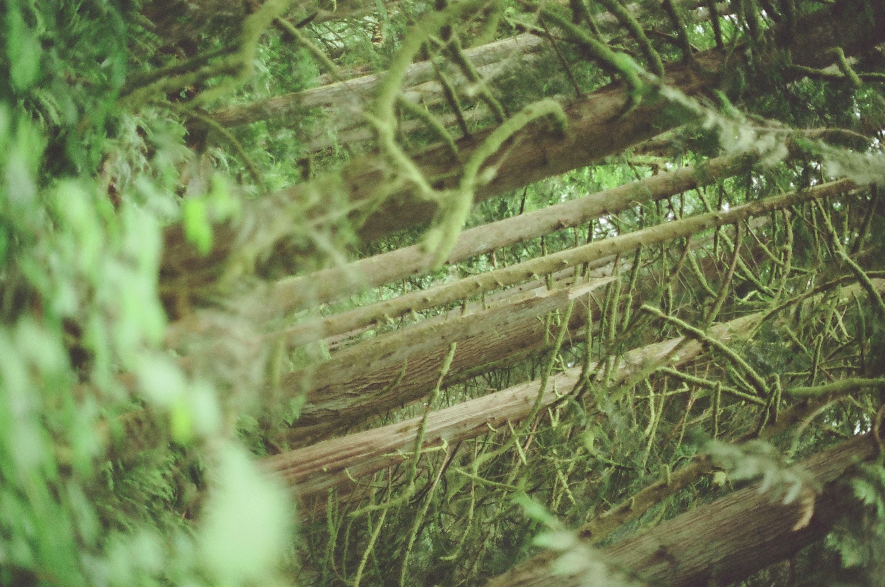 A close cluster of thin trunks and crossing branches rises from a green forest floor.