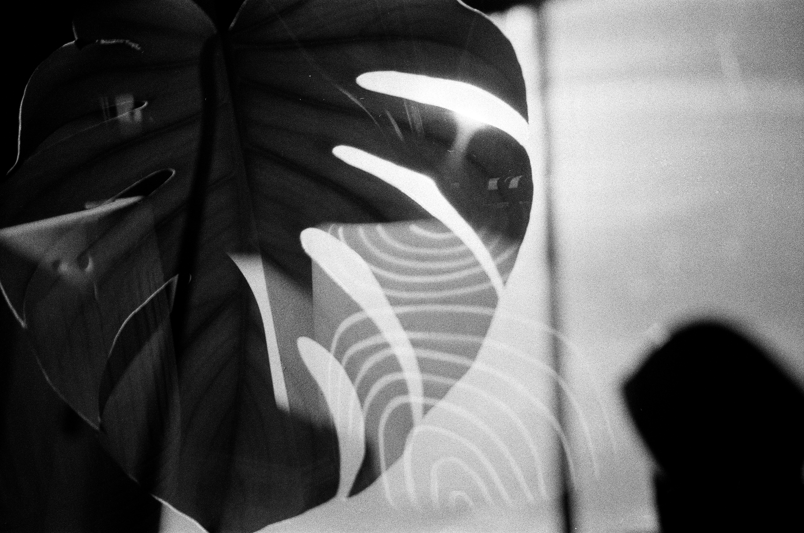 Dark split leaves overlap bright striped reflections and a soft human silhouette near a window.