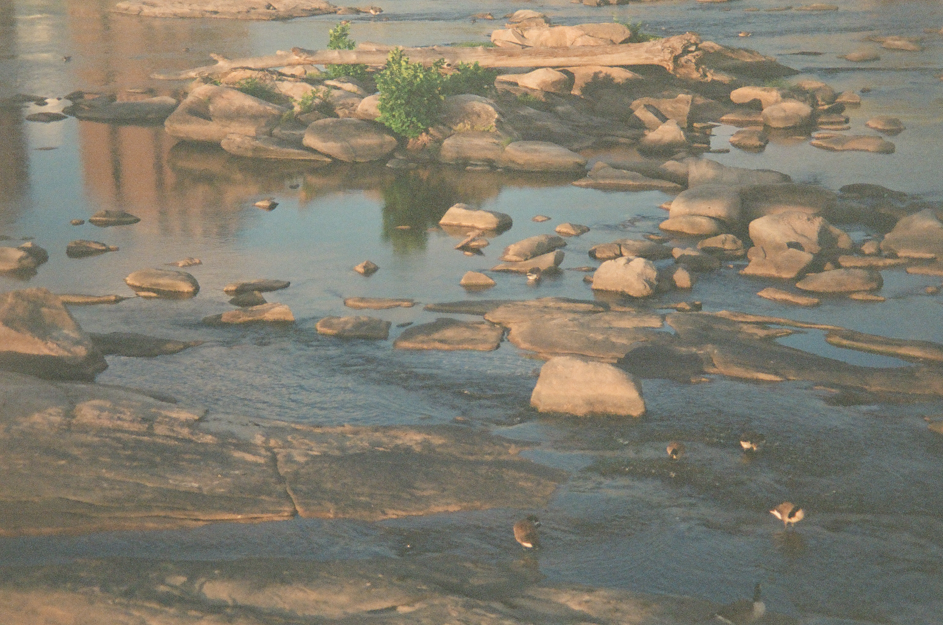 Four small birds walk across exposed rock flats and shallow pools beside a grassy rock islet in golden evening light.