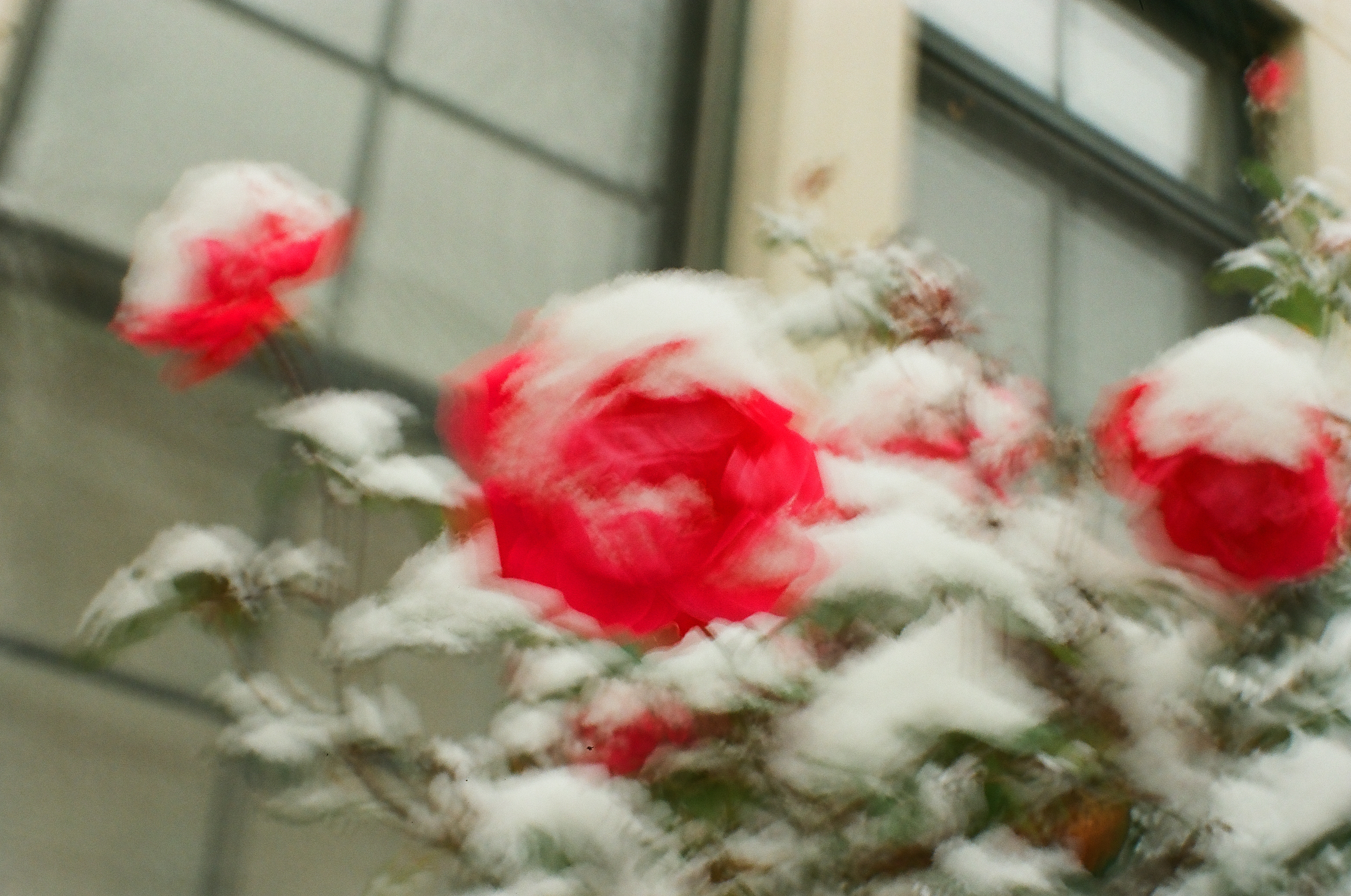 Motion-blurred red roses and snow-covered stems streak in front of a pale wall with large gray-glass windows divided by dark frames.