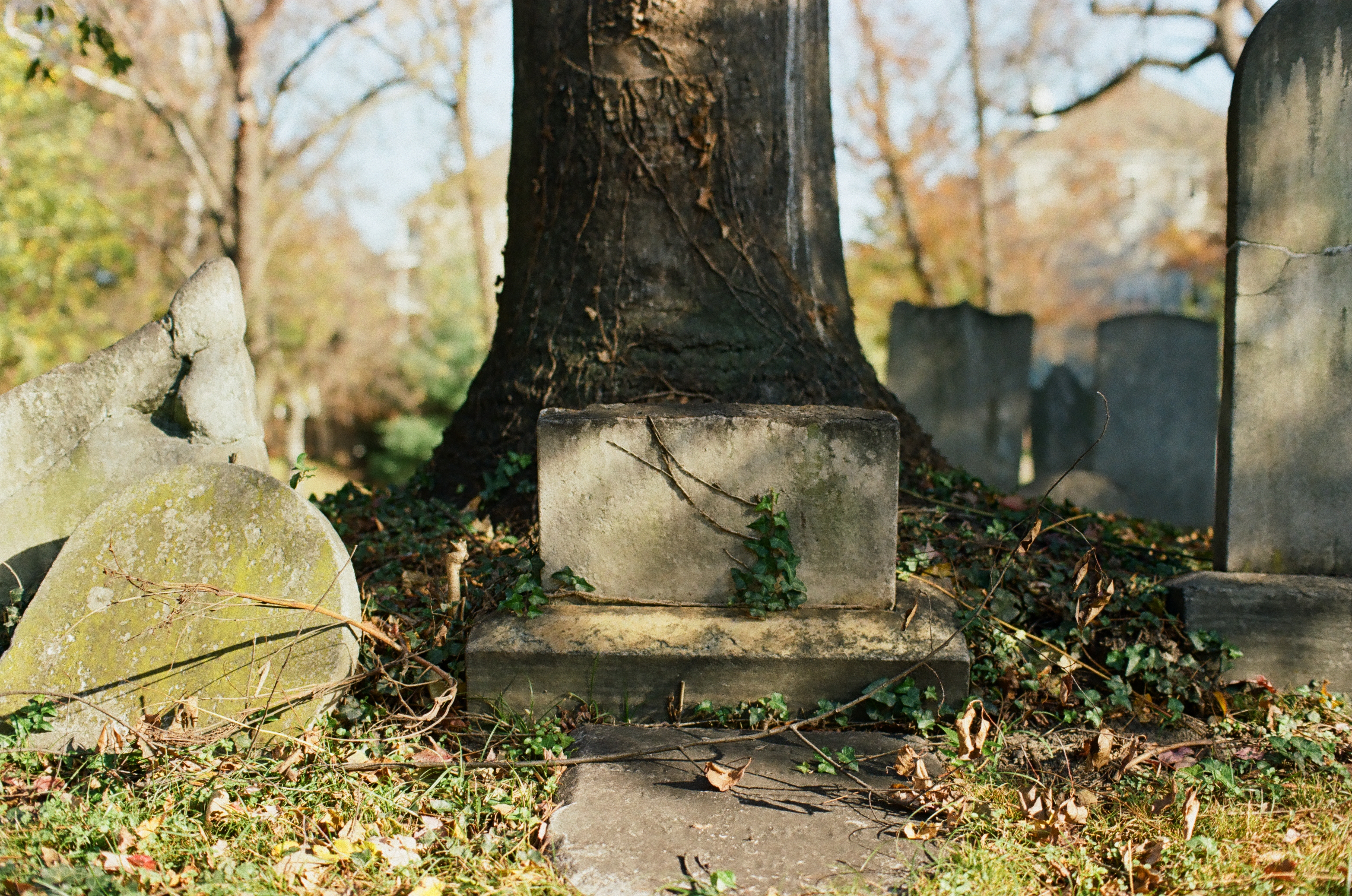 A low rectangular grave marker with ivy across its face stands before a broad tree trunk, surrounded by leaning and upright weathered markers.