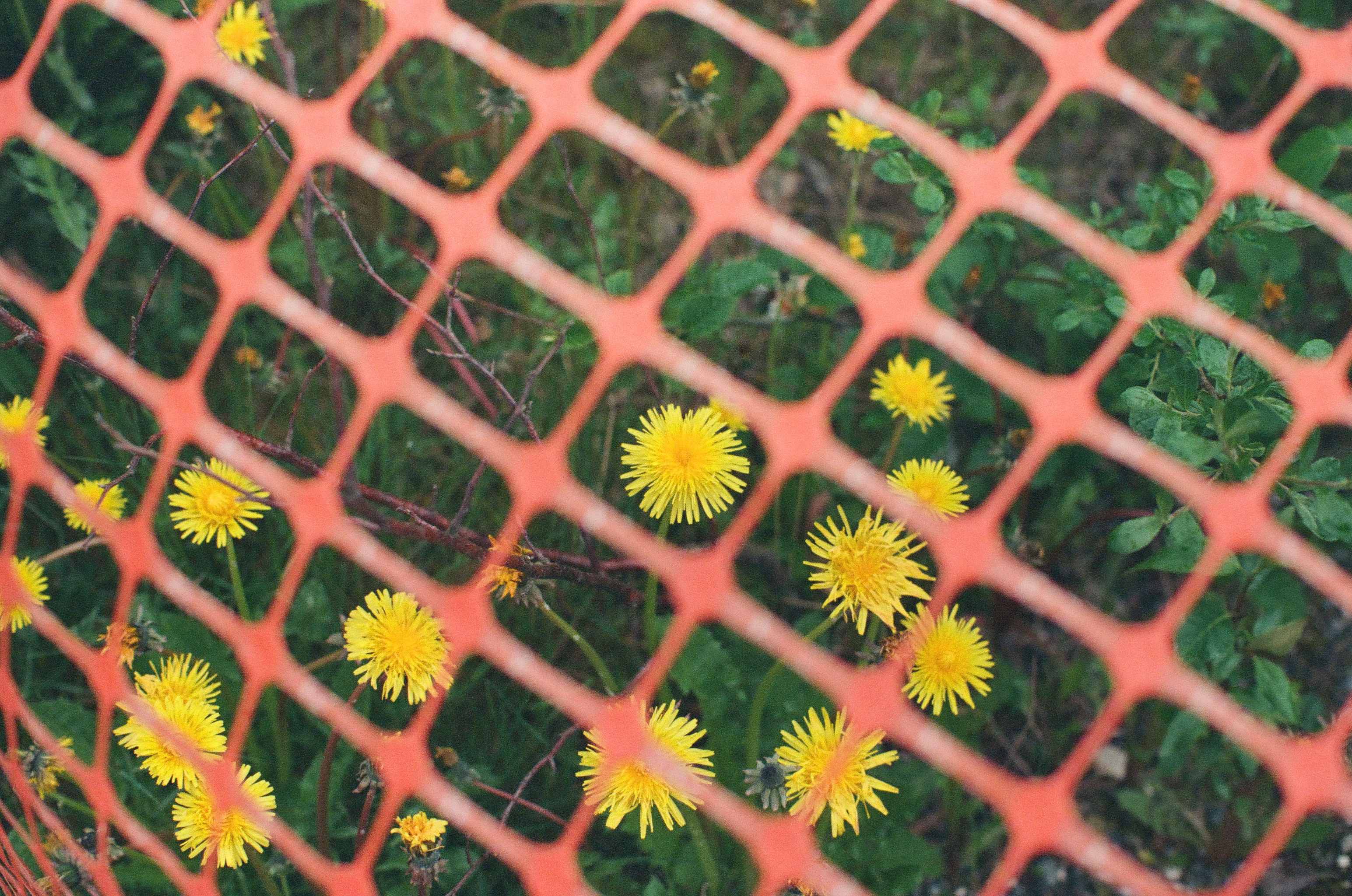 Bright yellow dandelions bloom in grass, seen through the diamond openings of an orange plastic construction fence.
