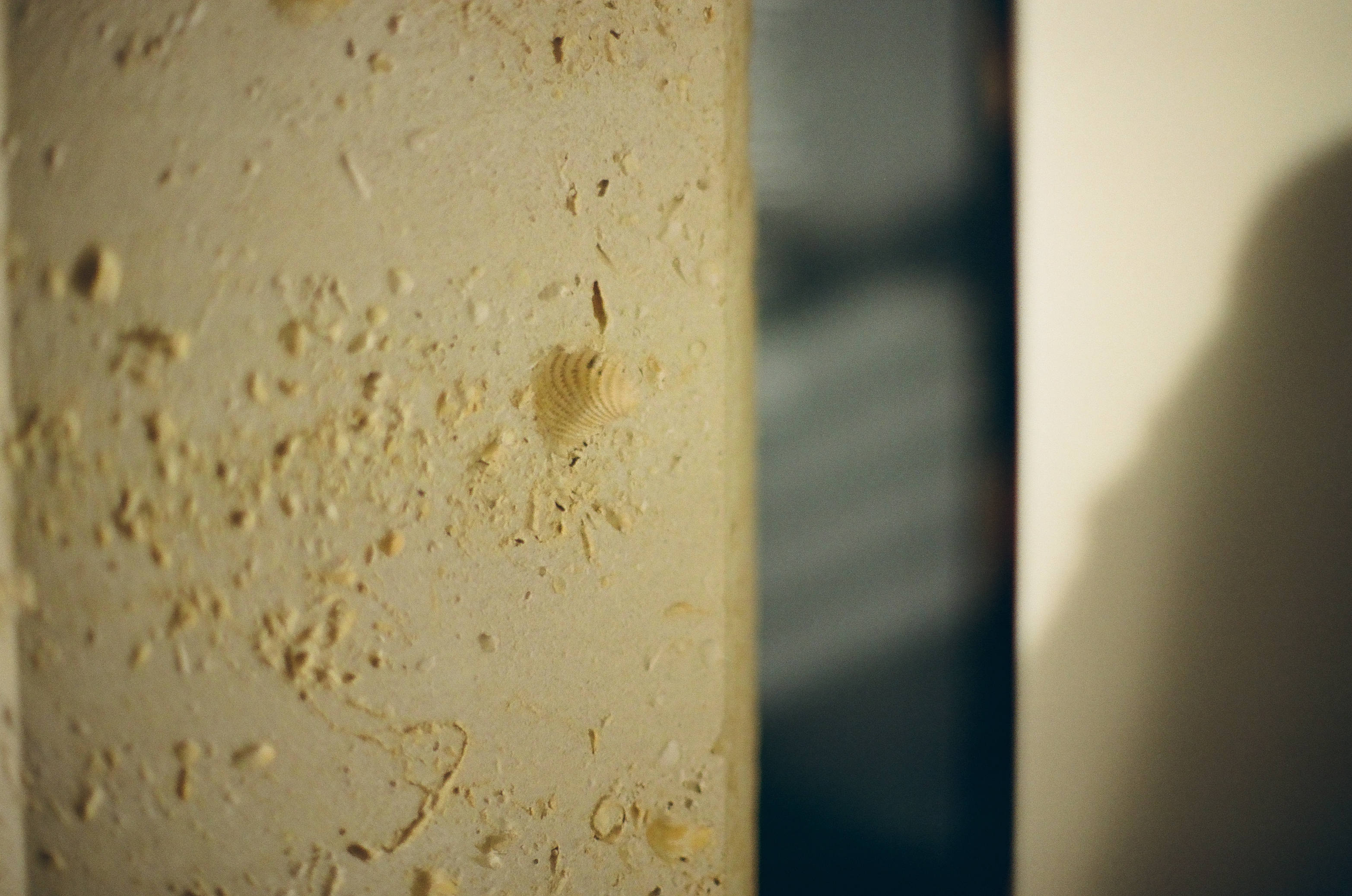 A pale pitted stone surface fills the left of the frame, with a small ribbed spiral shell embedded near its center.