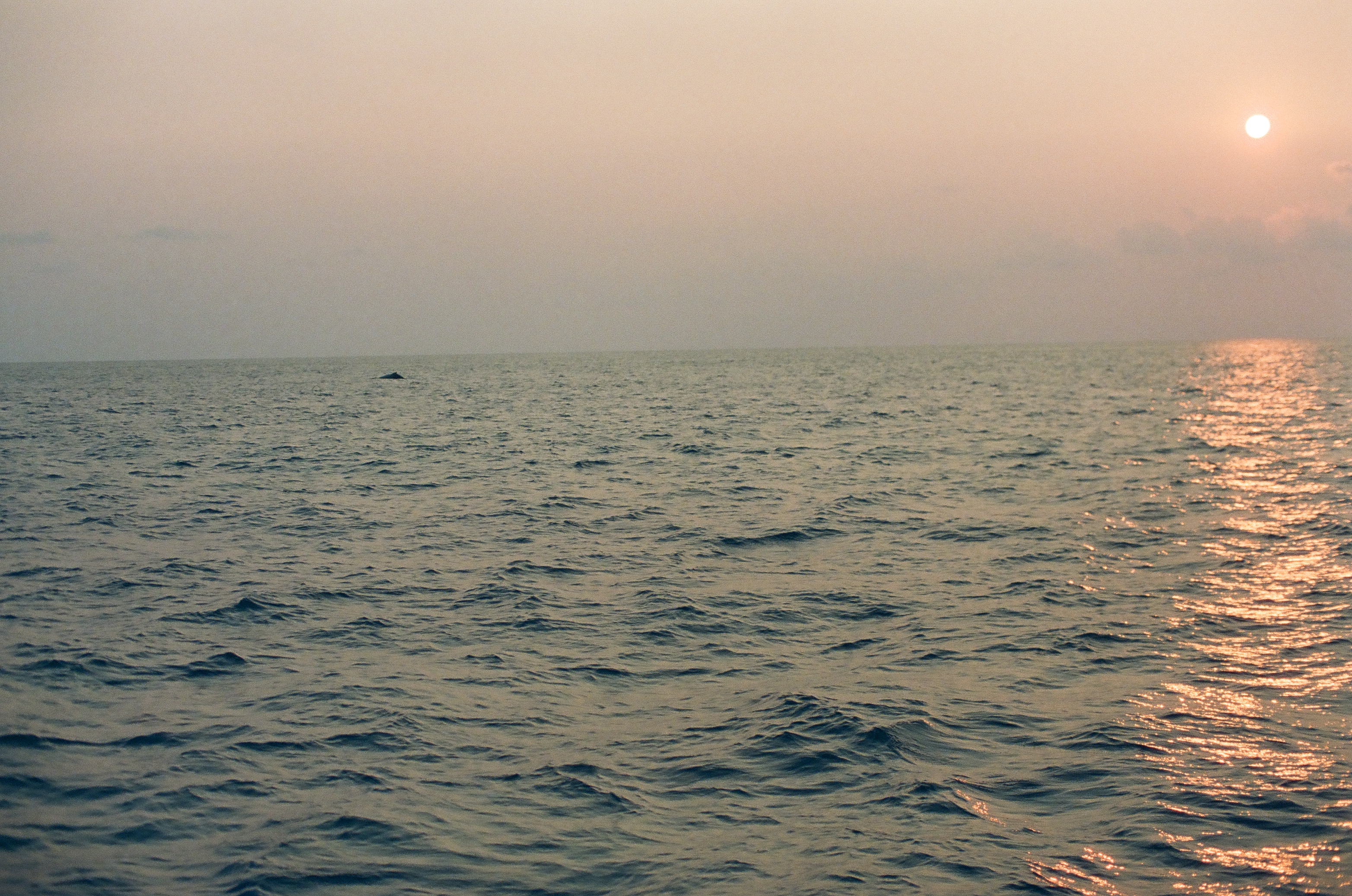 A low sun casts a golden reflection across open water as a dark rolling wave crosses the foreground.