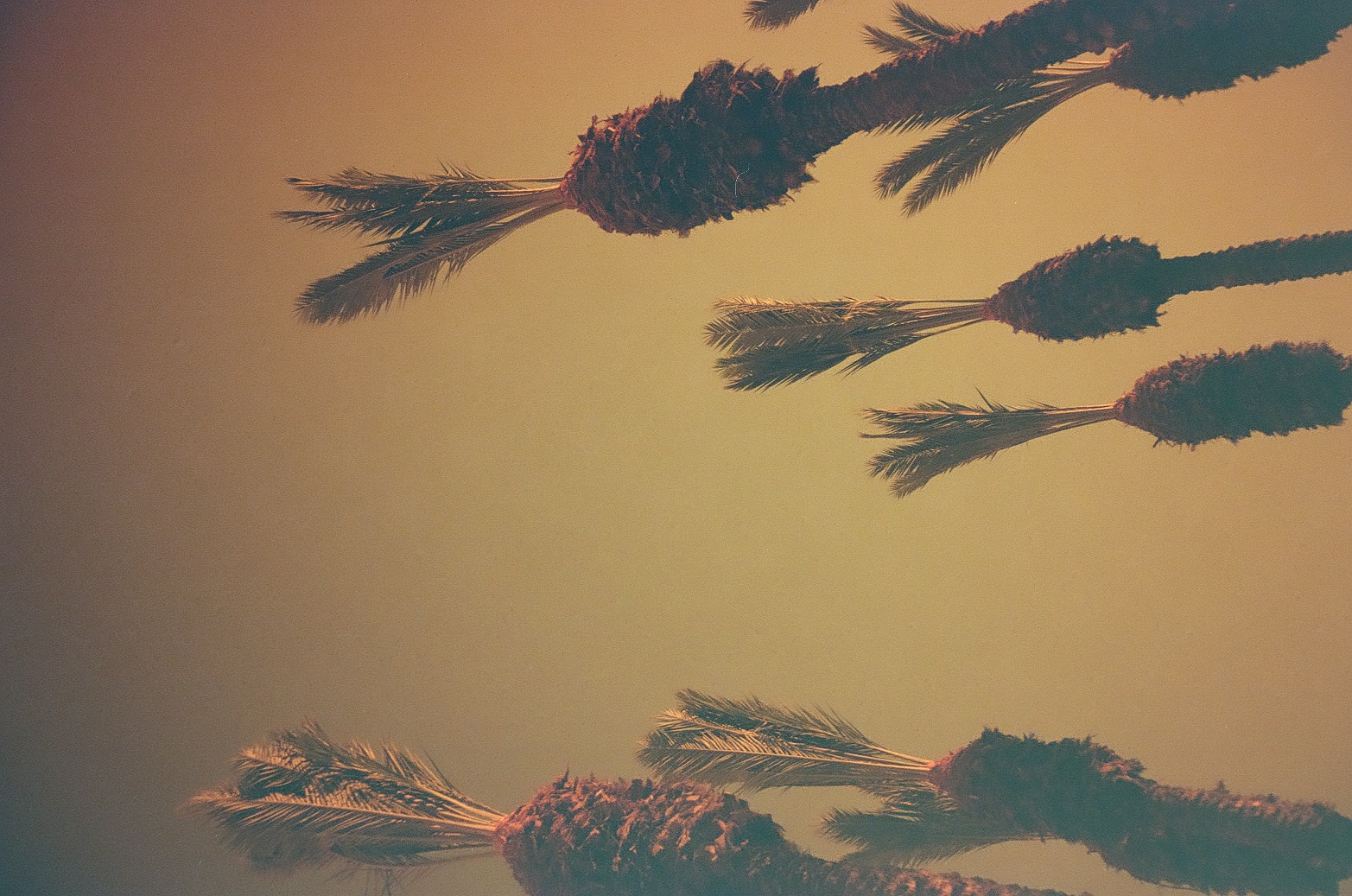 Several tall palm tree crowns with sparse feathery fronds fan out against a hazy amber-brown sky, viewed straight upward from below.