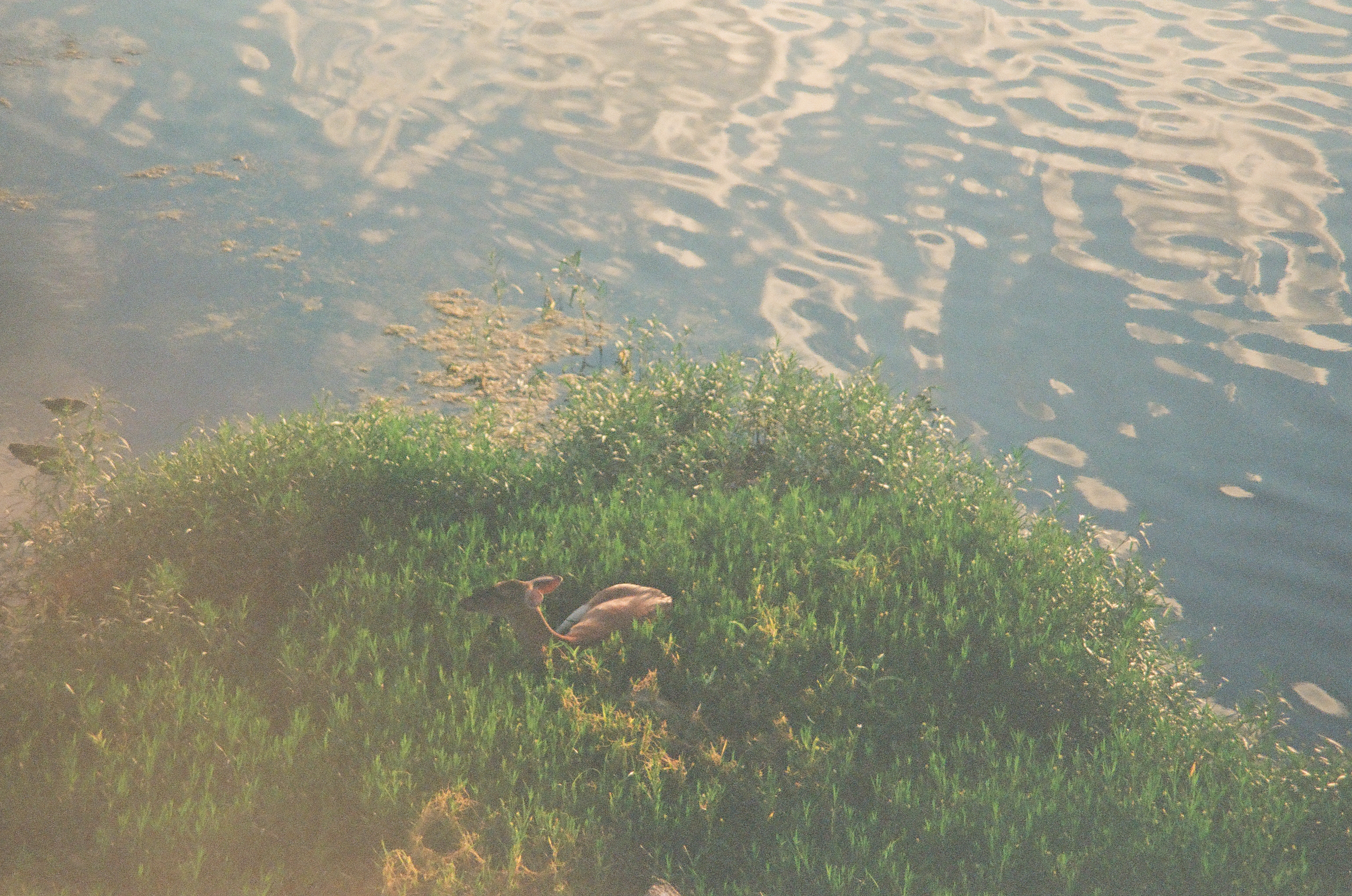 A deer stands mostly hidden in dense green grass on a riverbank, only its ear and part of its back visible.
