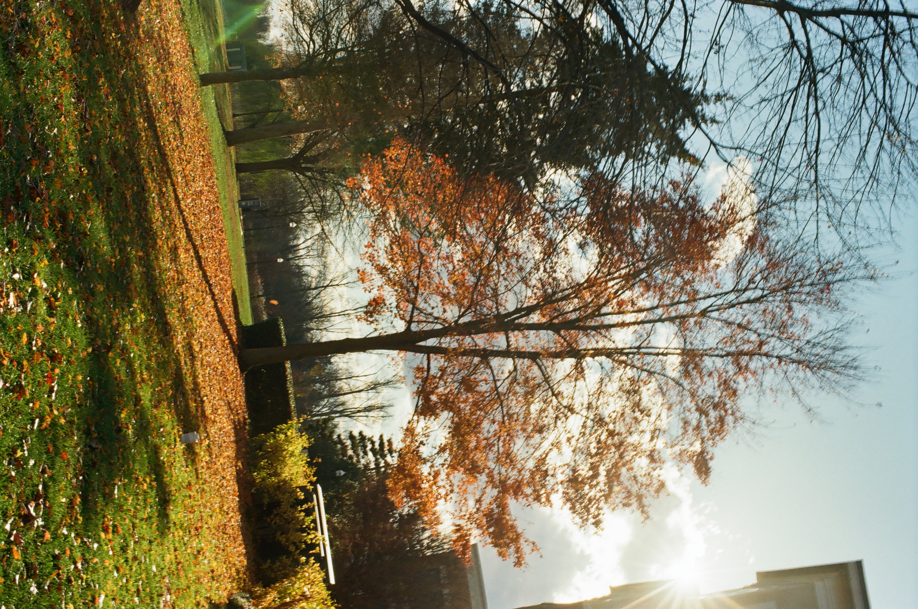 A slender tree with backlit orange leaves stands on a lawn strewn with fallen leaves, near a hedge and a sunlit pale building corner.