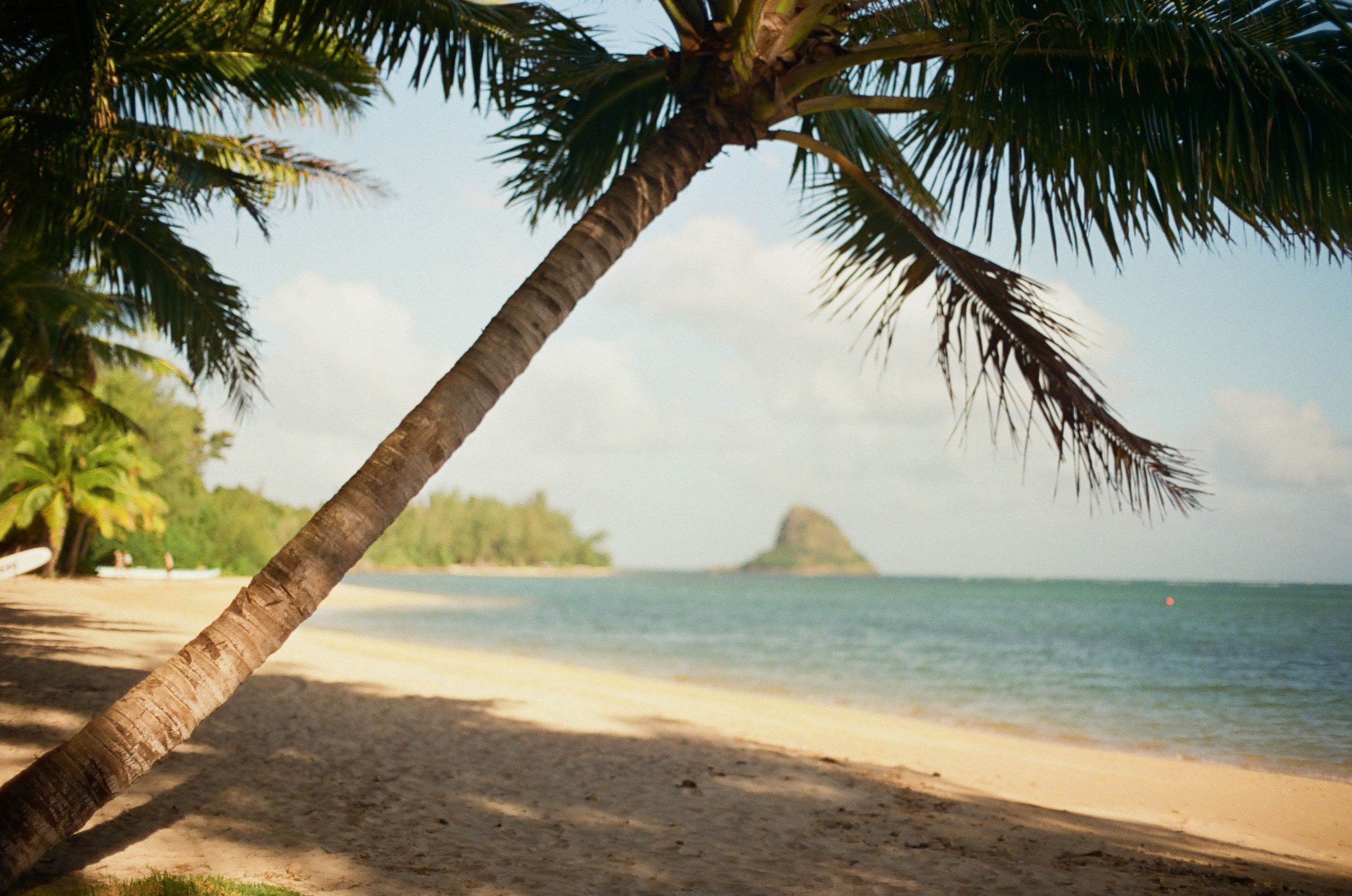 A leaning palm tree curves across the frame above a sandy beach, framing a small distant conical island across calm turquoise water.