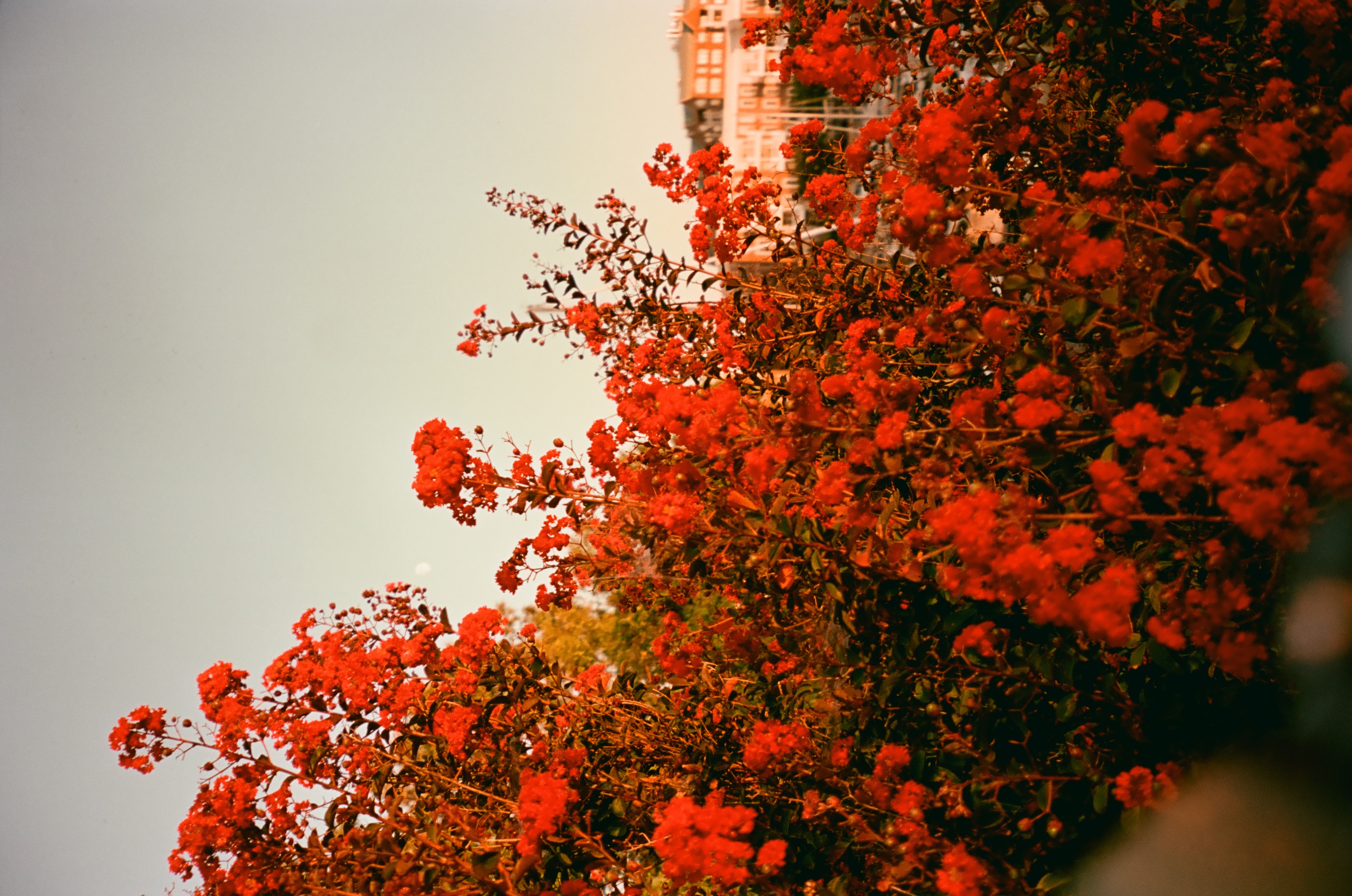 Dense clusters of small red blossoms crowd branching stems against a pale sky, with an orange-toned building visible at the upper edge.