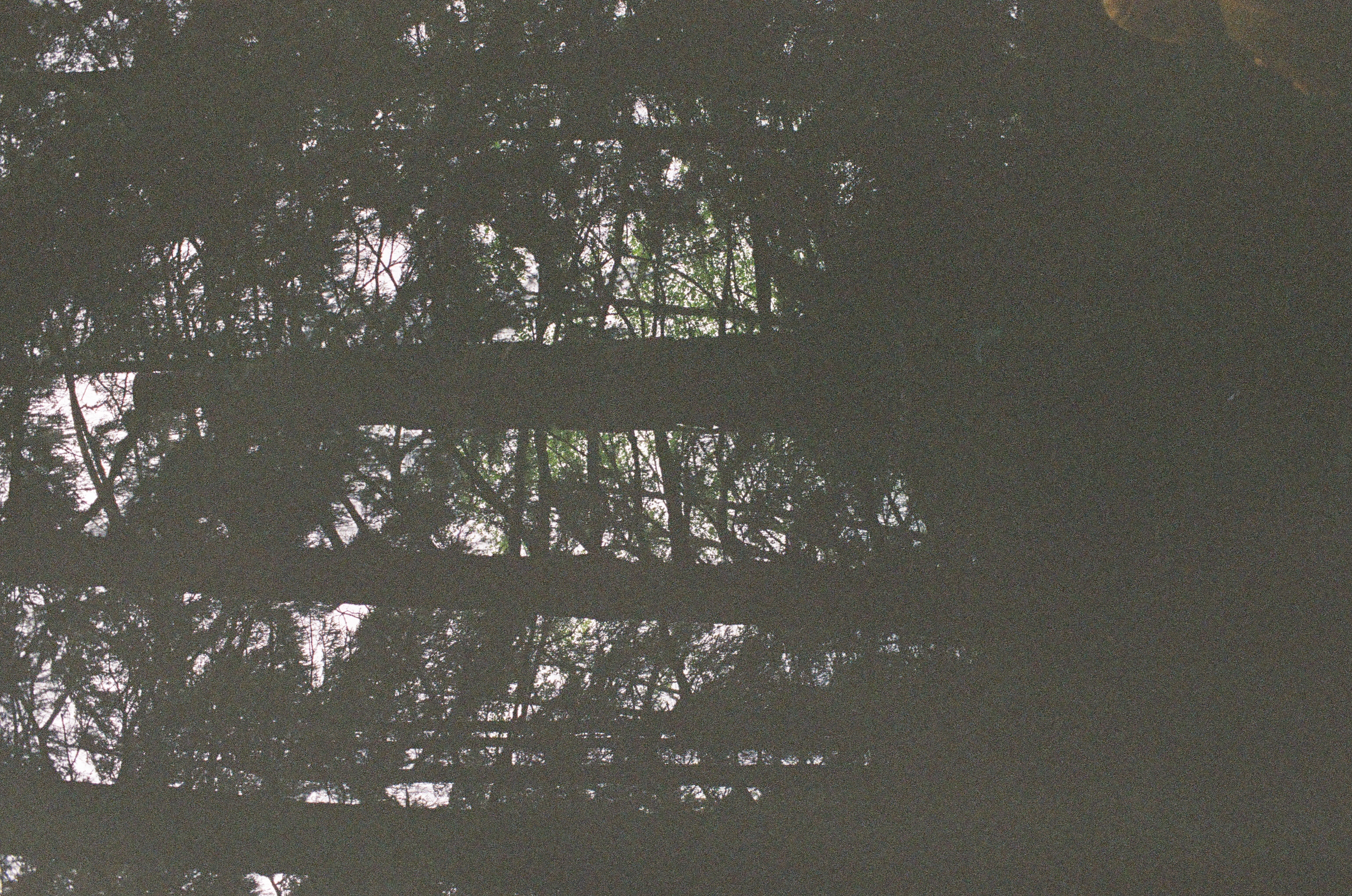 Straight dark trunks recede through a shadowed forest where faint daylight reaches the ground.