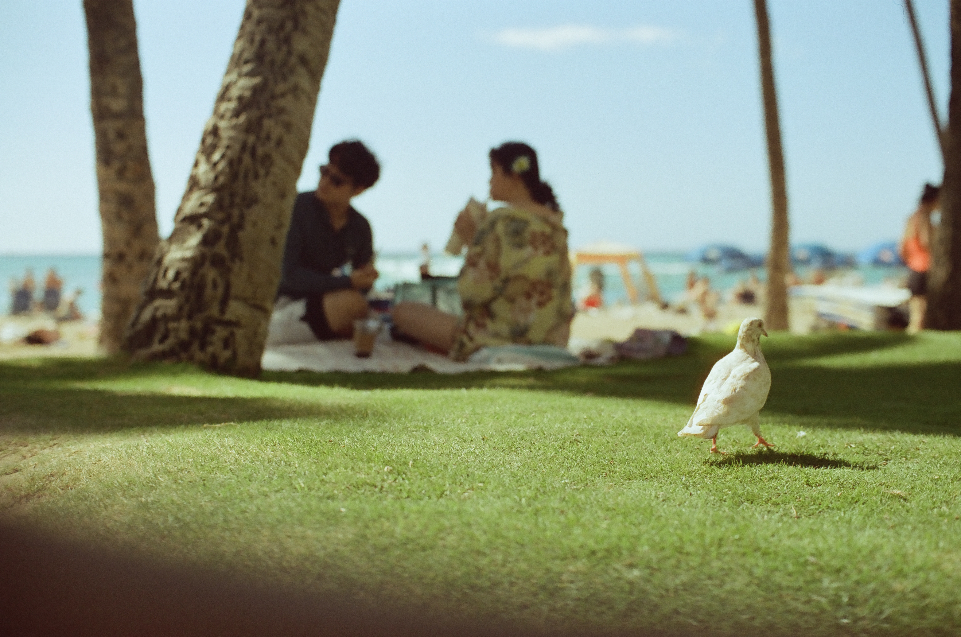 A white bird walks across bright grass before two seated people, palm trunks, and a busy beach.