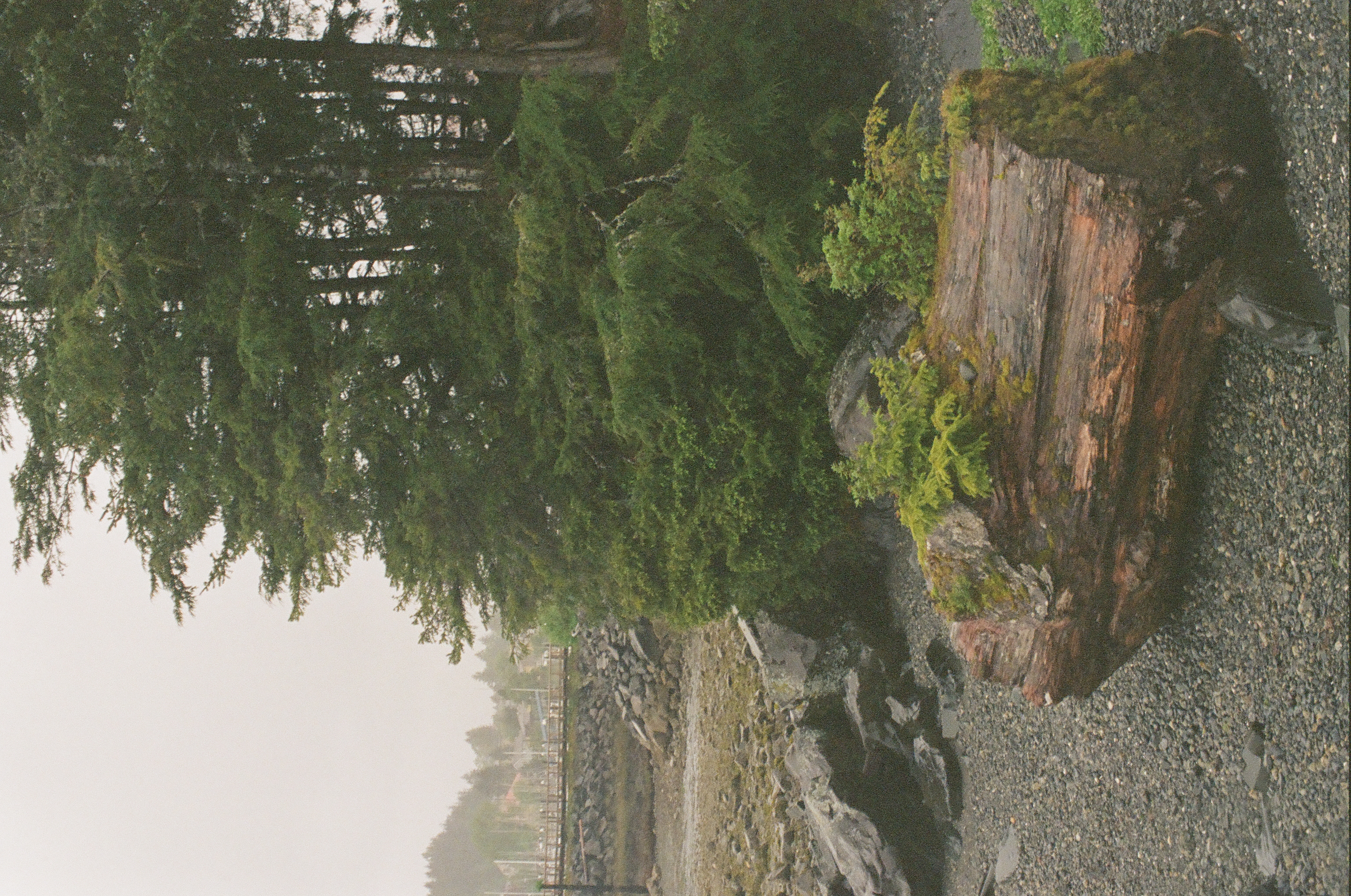A large weathered log rests on a rocky shoreline beside evergreens under a soft gray sky.