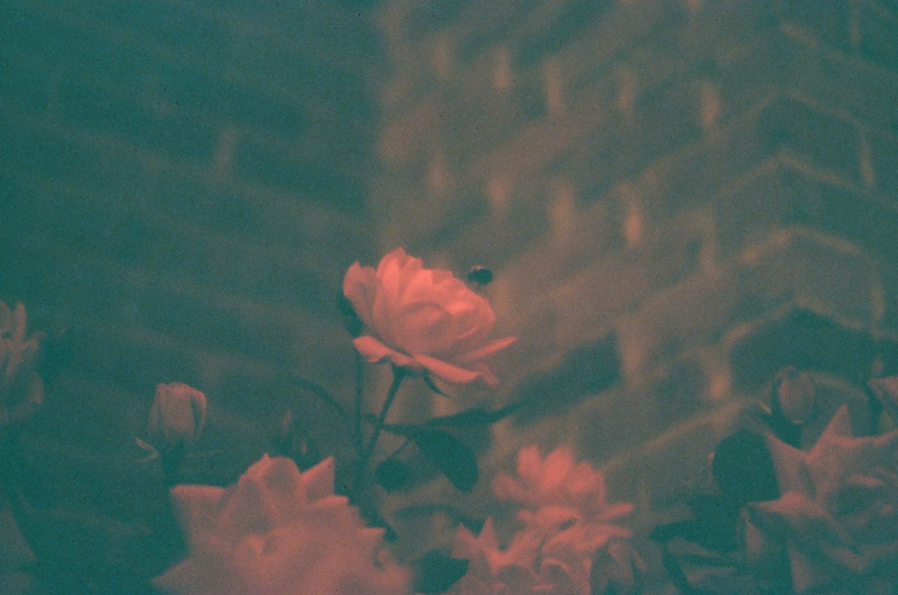 A pale pink rose with a small dark insect on its petals rises above softly blurred blossoms in a green and red toned frame.