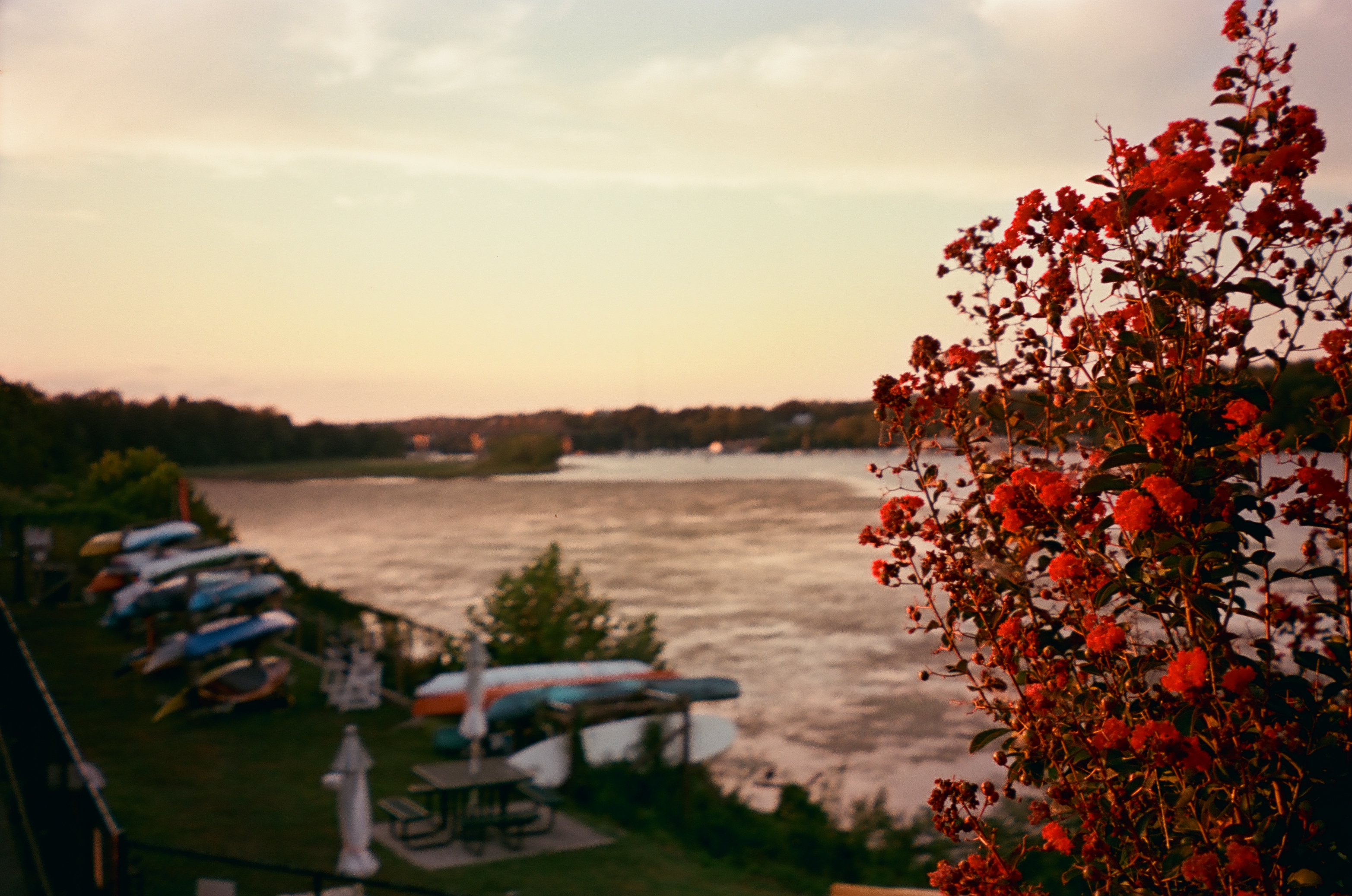 Red flowering shrub in the right foreground above a wide river, with overturned canoes, kayak racks, picnic tables, and closed umbrellas on the grassy bank below.
