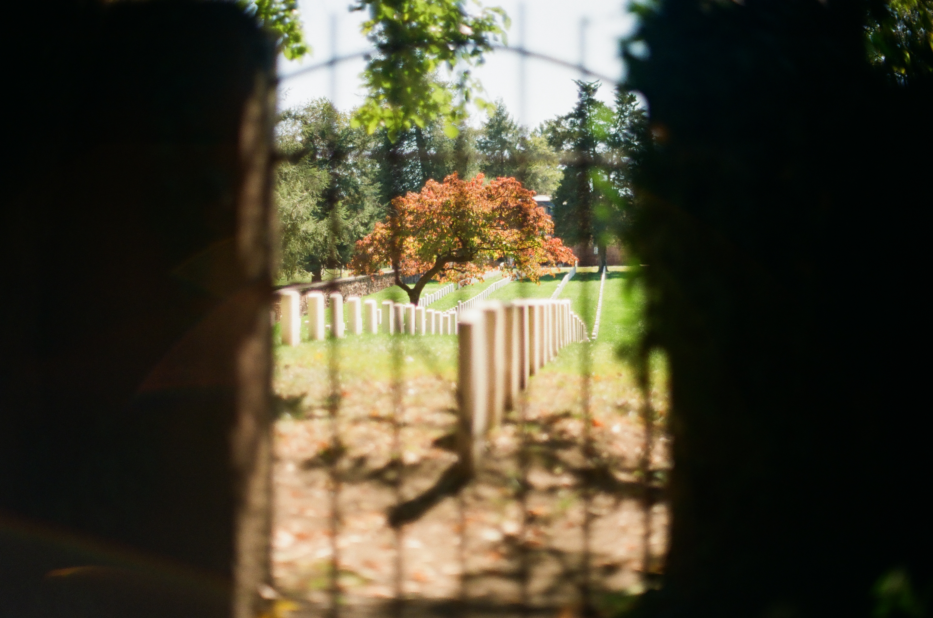Shallow focus renders the iron gate and its posts as dark blurs while a tree in full orange leaf stays sharp beyond them.