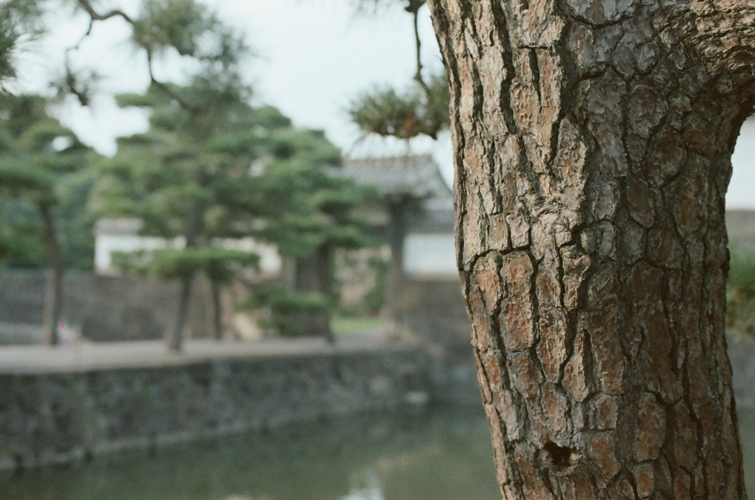 A deeply fissured pine trunk fills the foreground, with a still moat, stone embankment, and a tile-roofed gate blurred in the background.