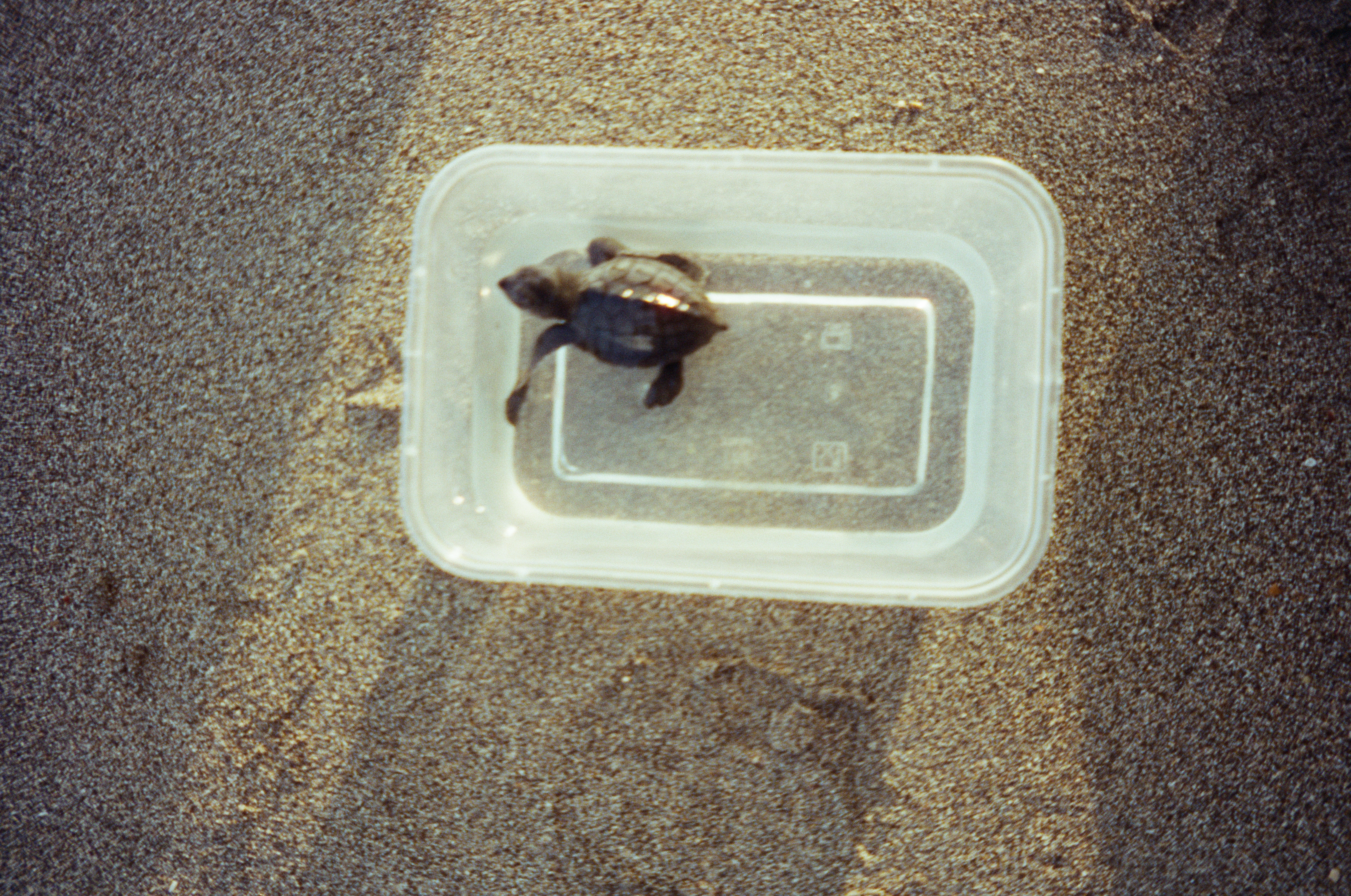 A small turtle sits in shallow water inside a clear rectangular container placed on dark, textured sand.