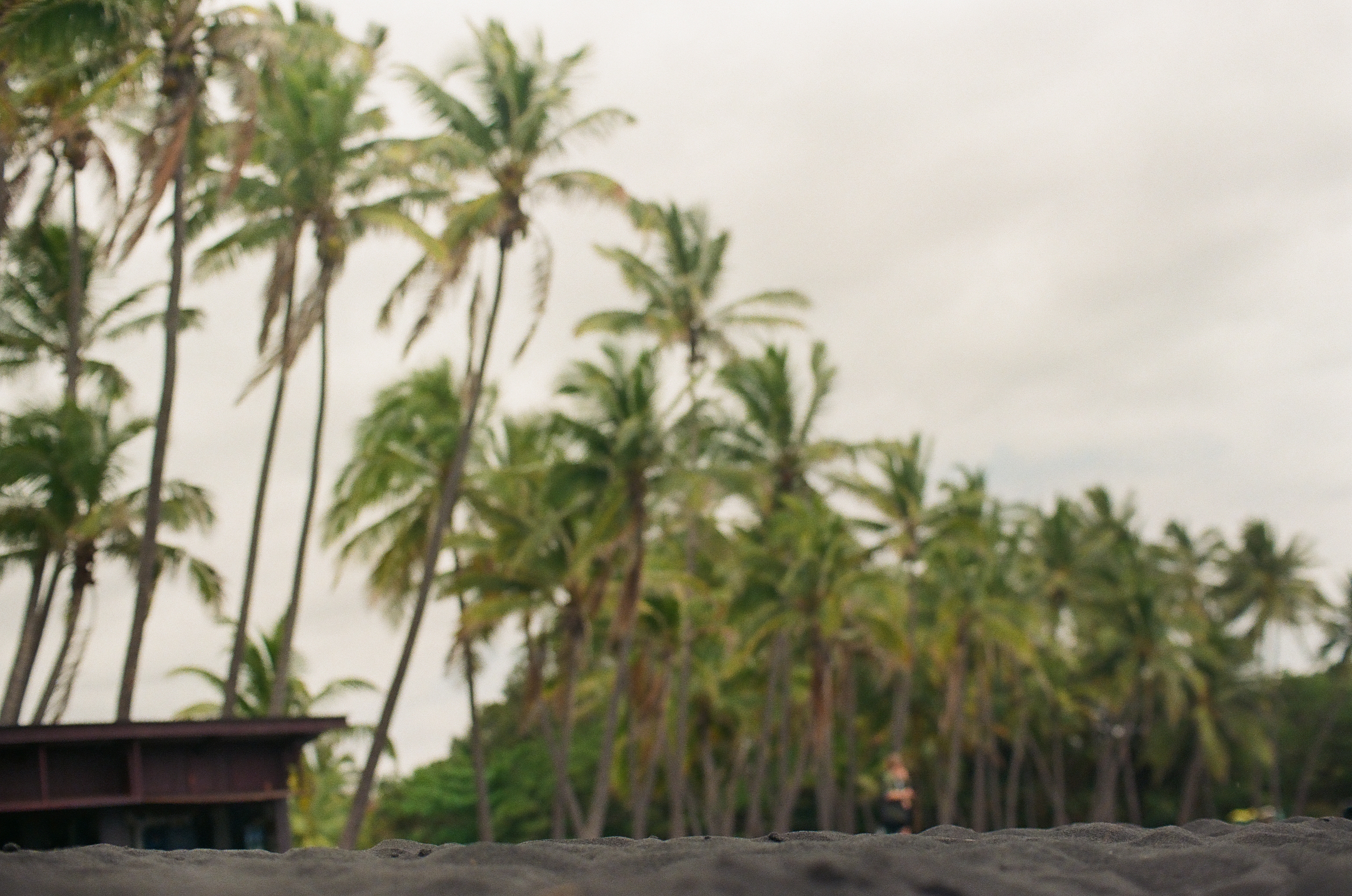 Rows of tall palm trunks rise in soft focus above dark sand, with a low dark building at the left edge of the frame.