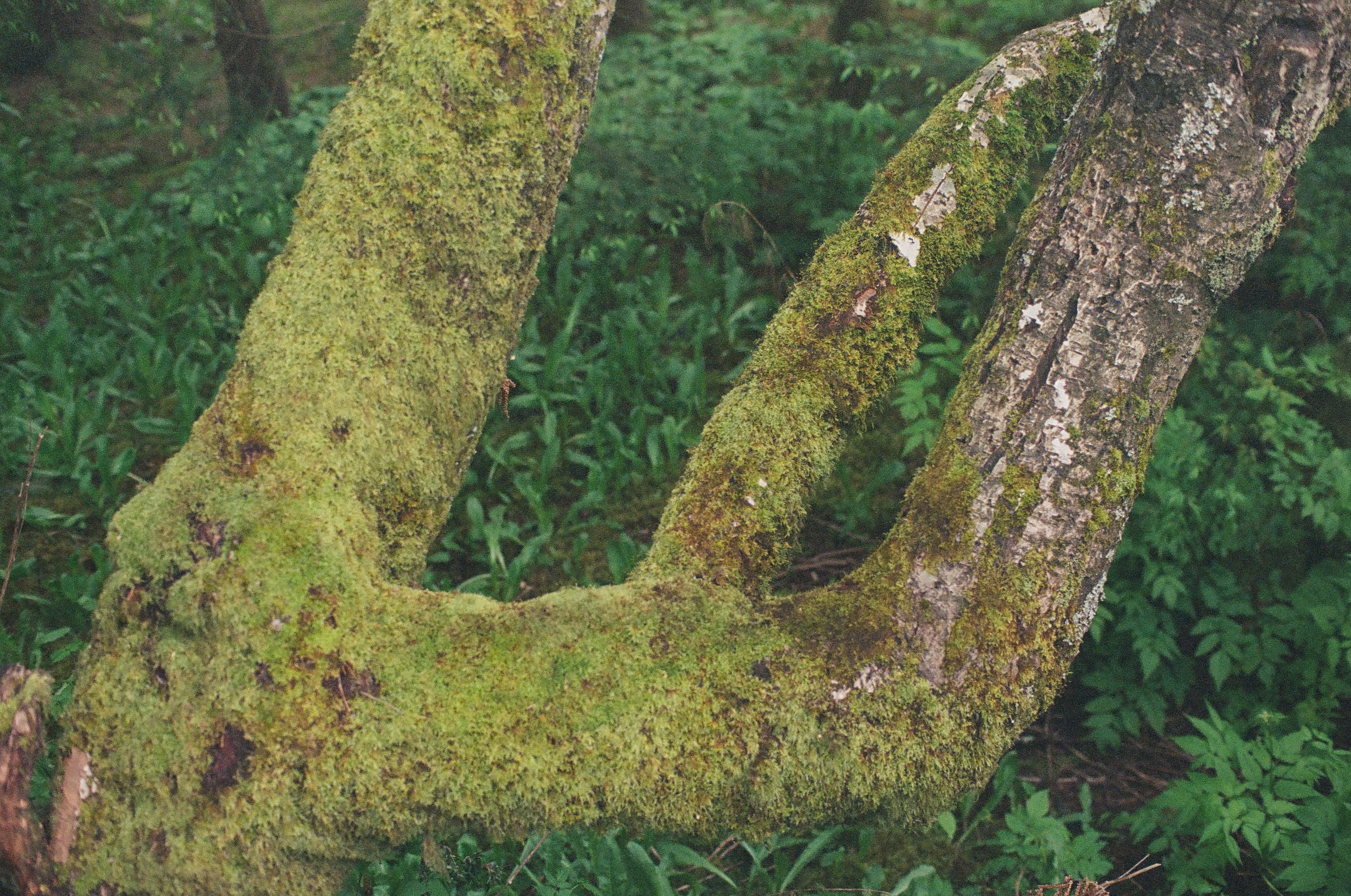 A thick moss-covered tree trunk forks into two arching limbs above dense green ferns and groundcover on a shaded forest floor.
