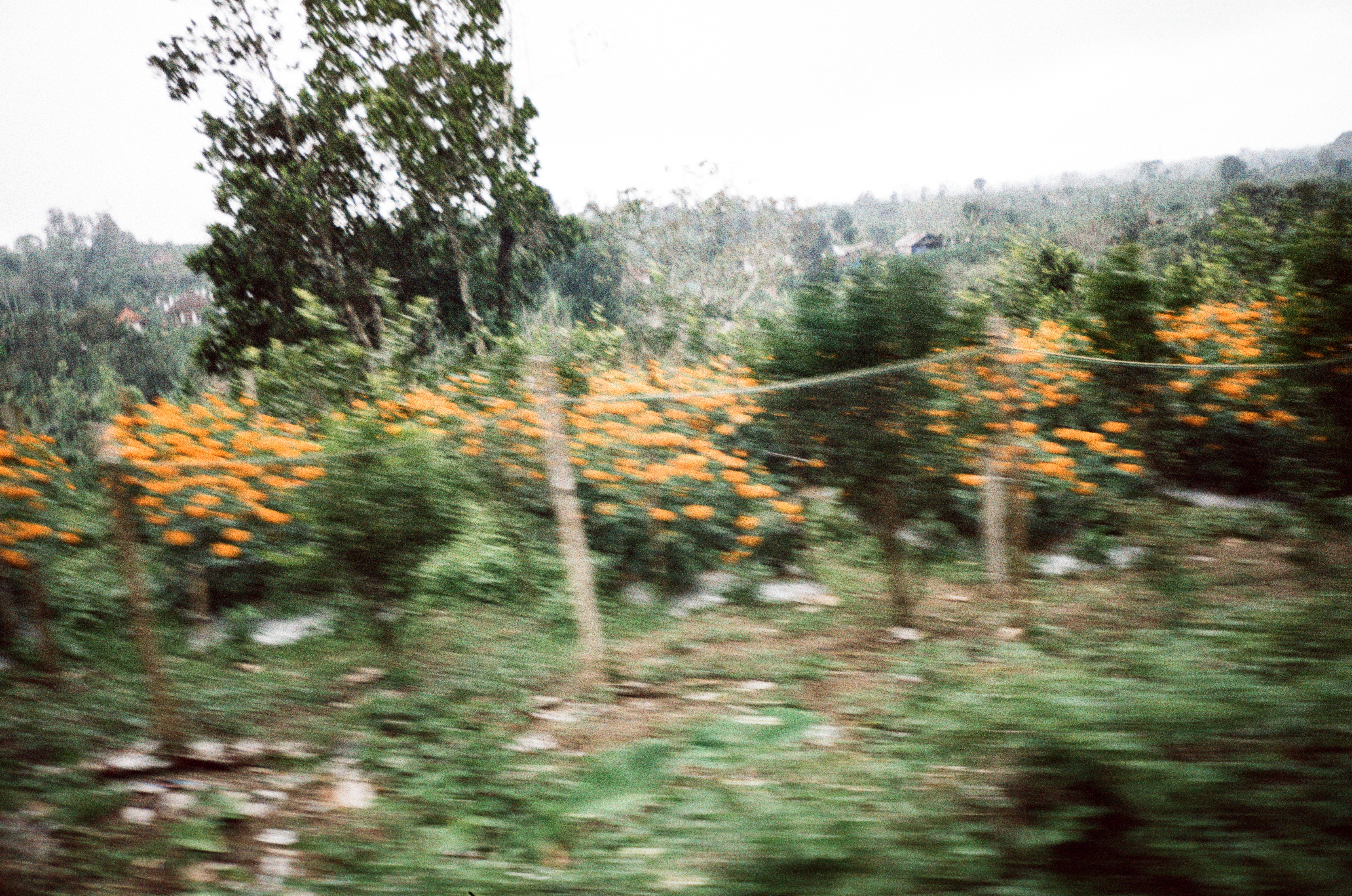 Orange flowers and green foliage blur laterally behind repeated fence posts, with tall trees and small hillside buildings farther back.