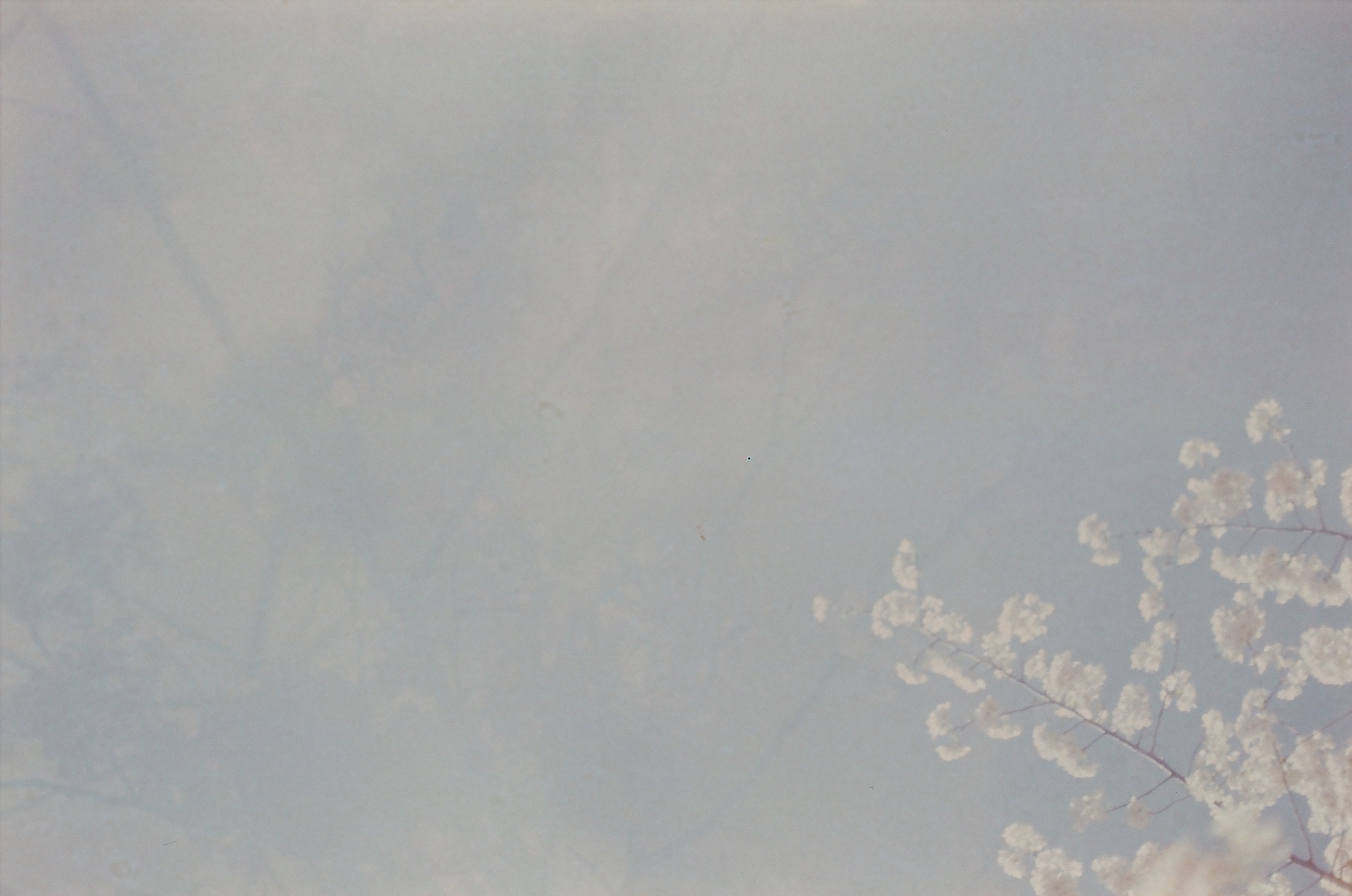 A nearly empty pale sky fills most of the frame, with a single blossoming branch entering from the lower right corner.