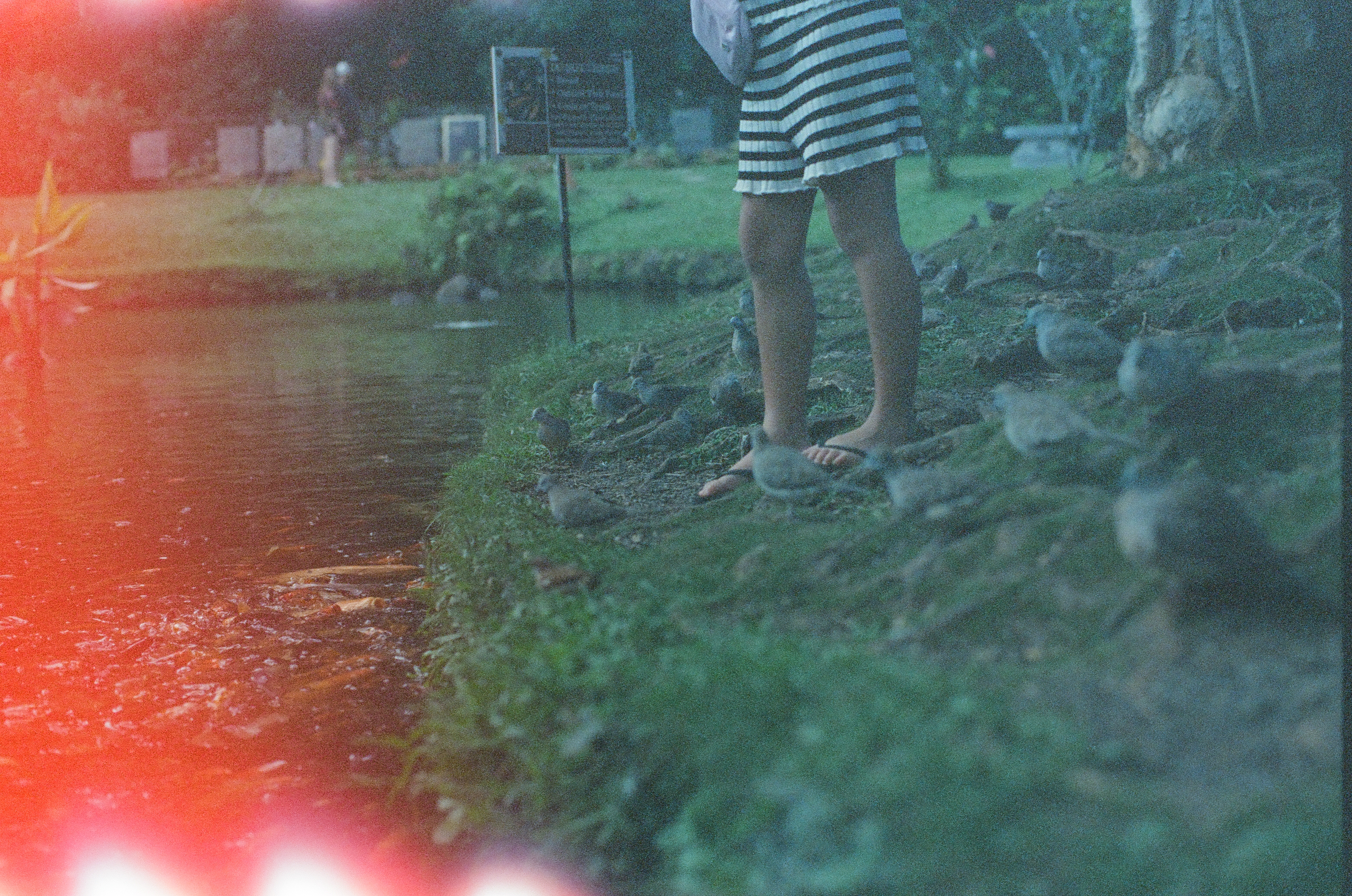 A child's bare legs and striped shorts stand on a mossy bank crowded with small gray birds, beside dark green water and a red lens flare.