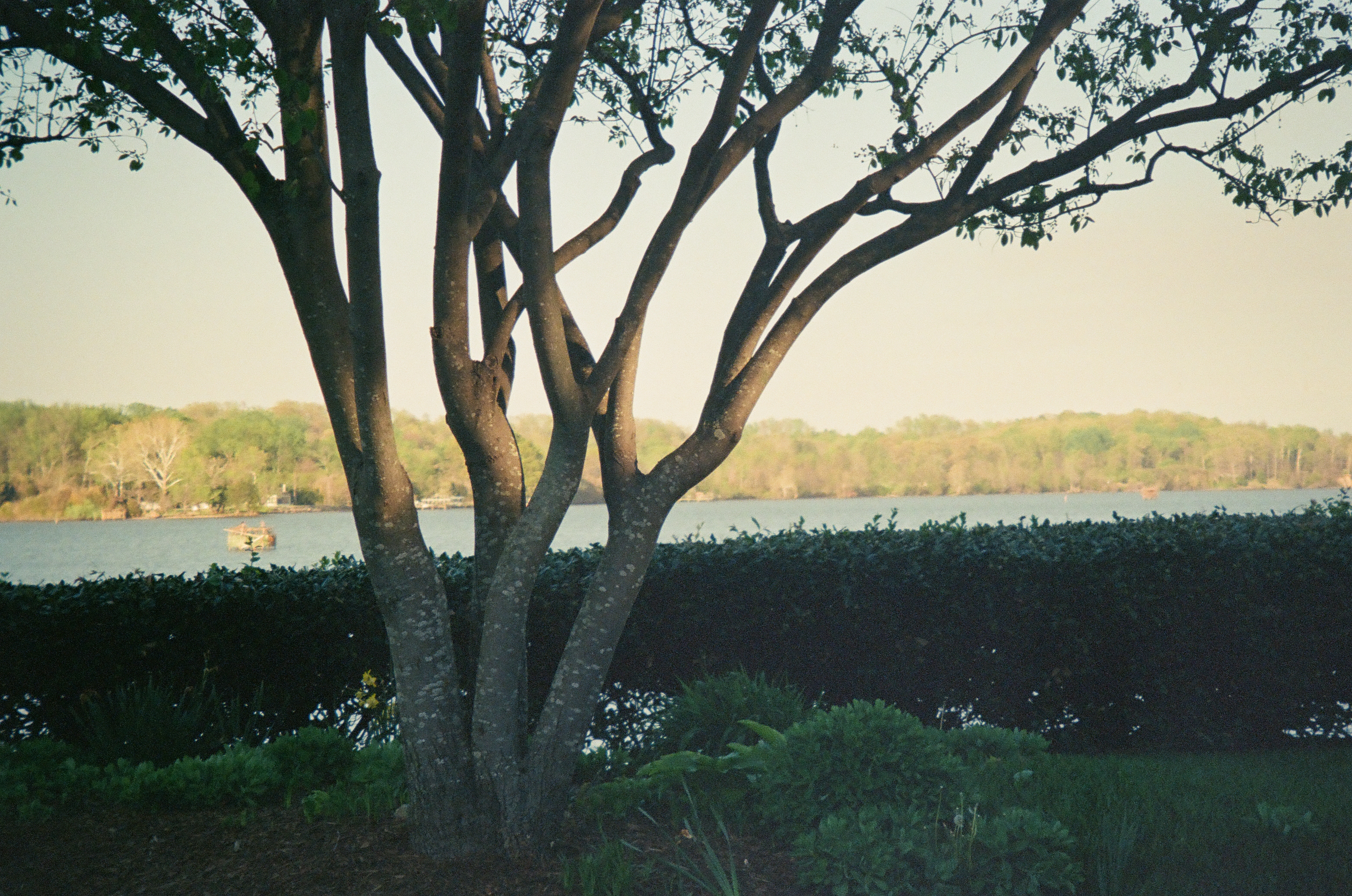 A multi-trunked tree and clipped hedge frame broad water, a distant wooded shore, and a small boat at left.